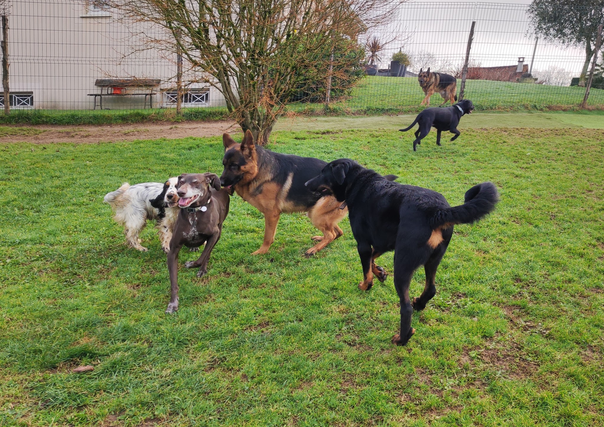 Pension Canine & Féline Crackers — photo