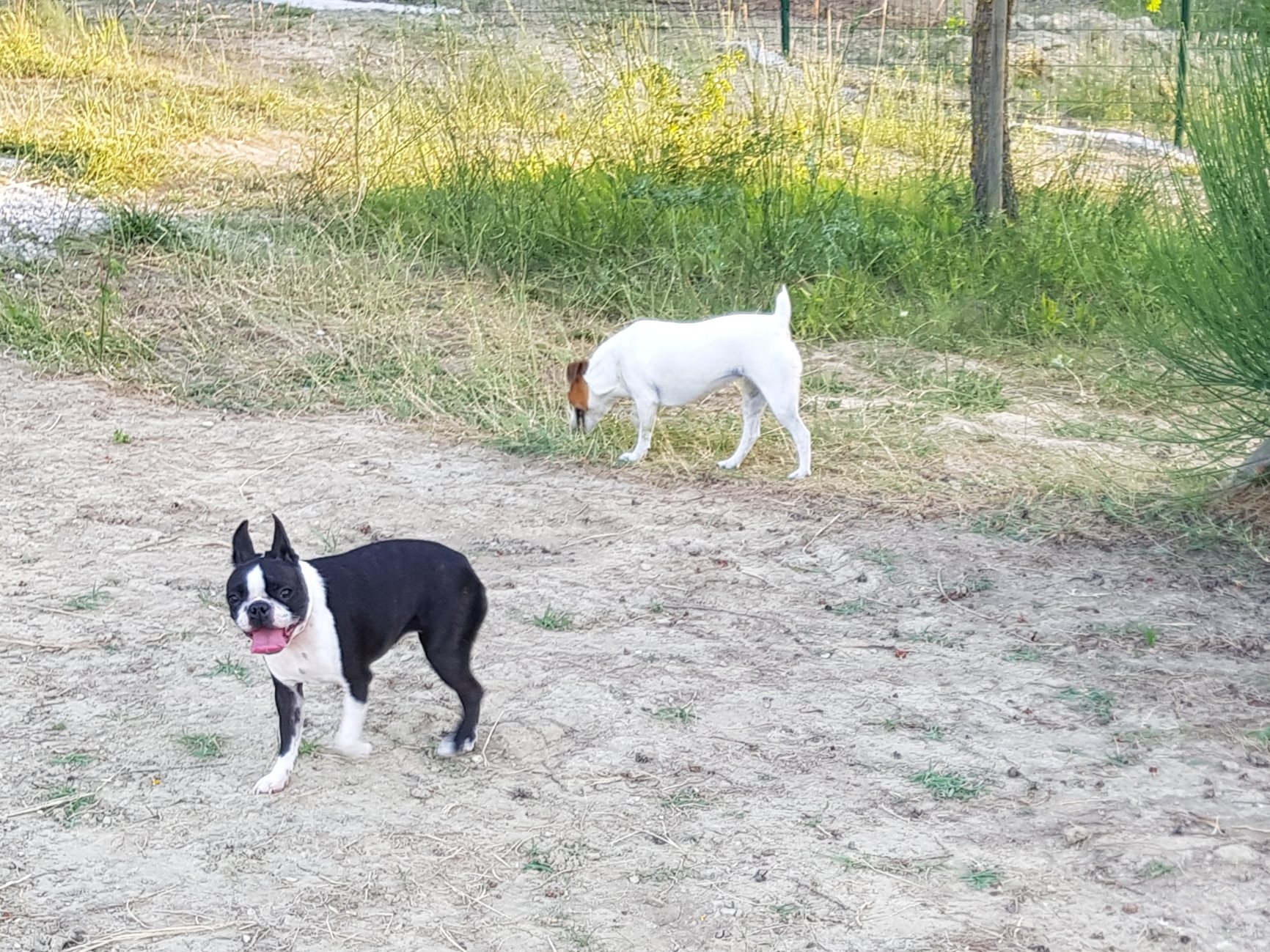 Gite canin La freydière — photo