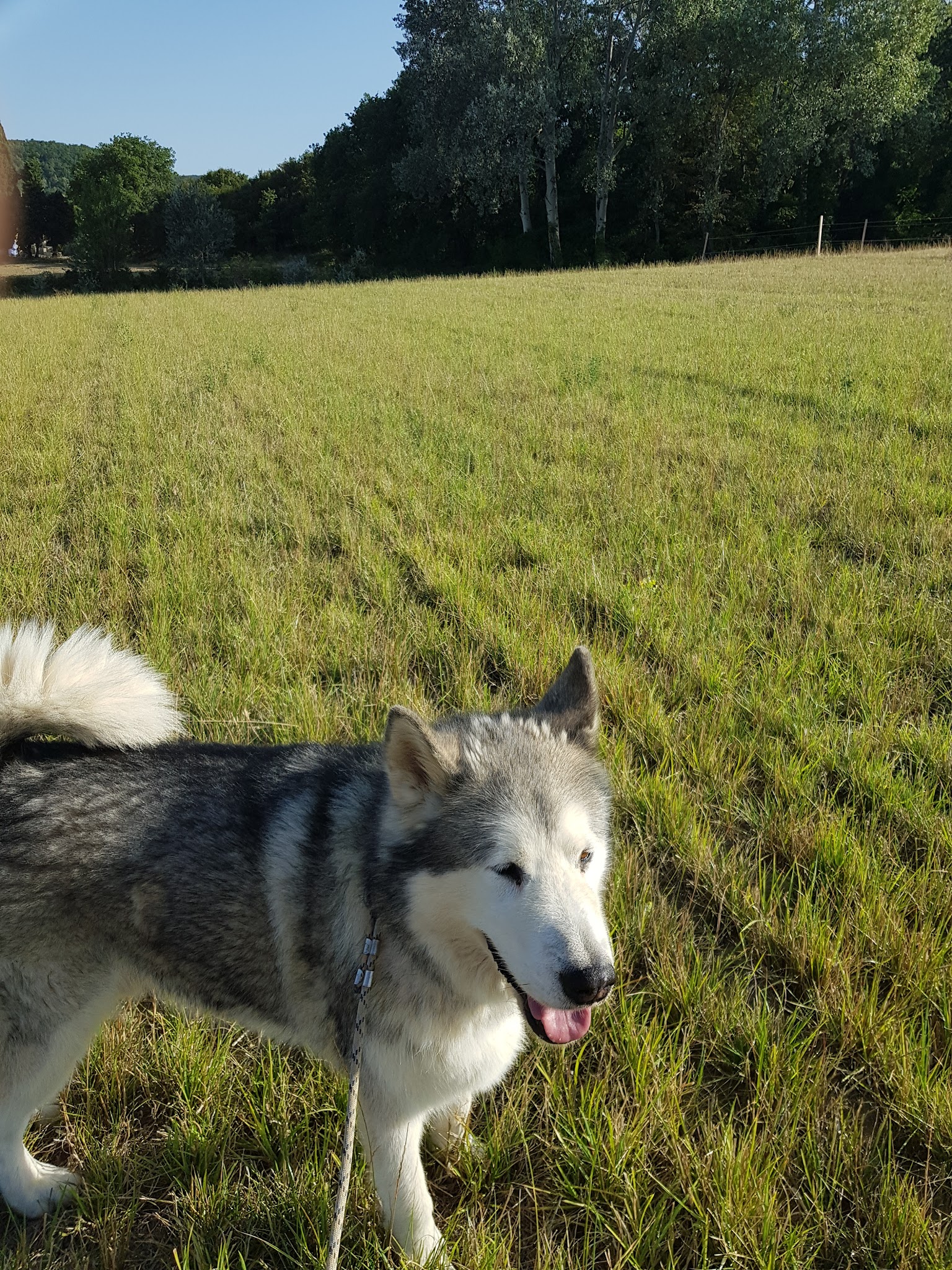 Gite canin La freydière — photo
