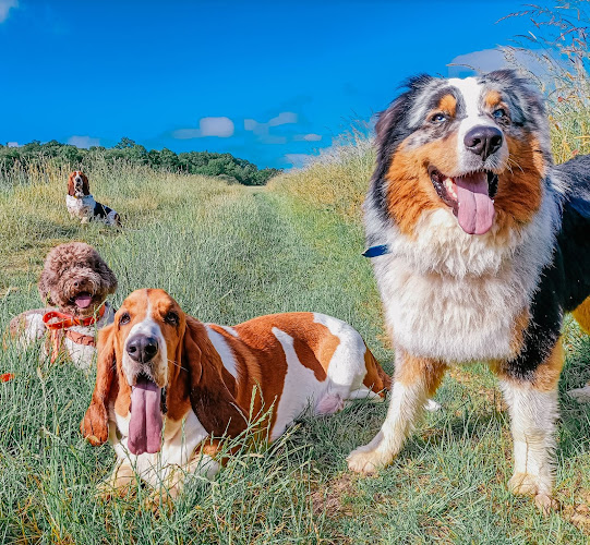 SOCIAL DOG HOME pension pour chiens