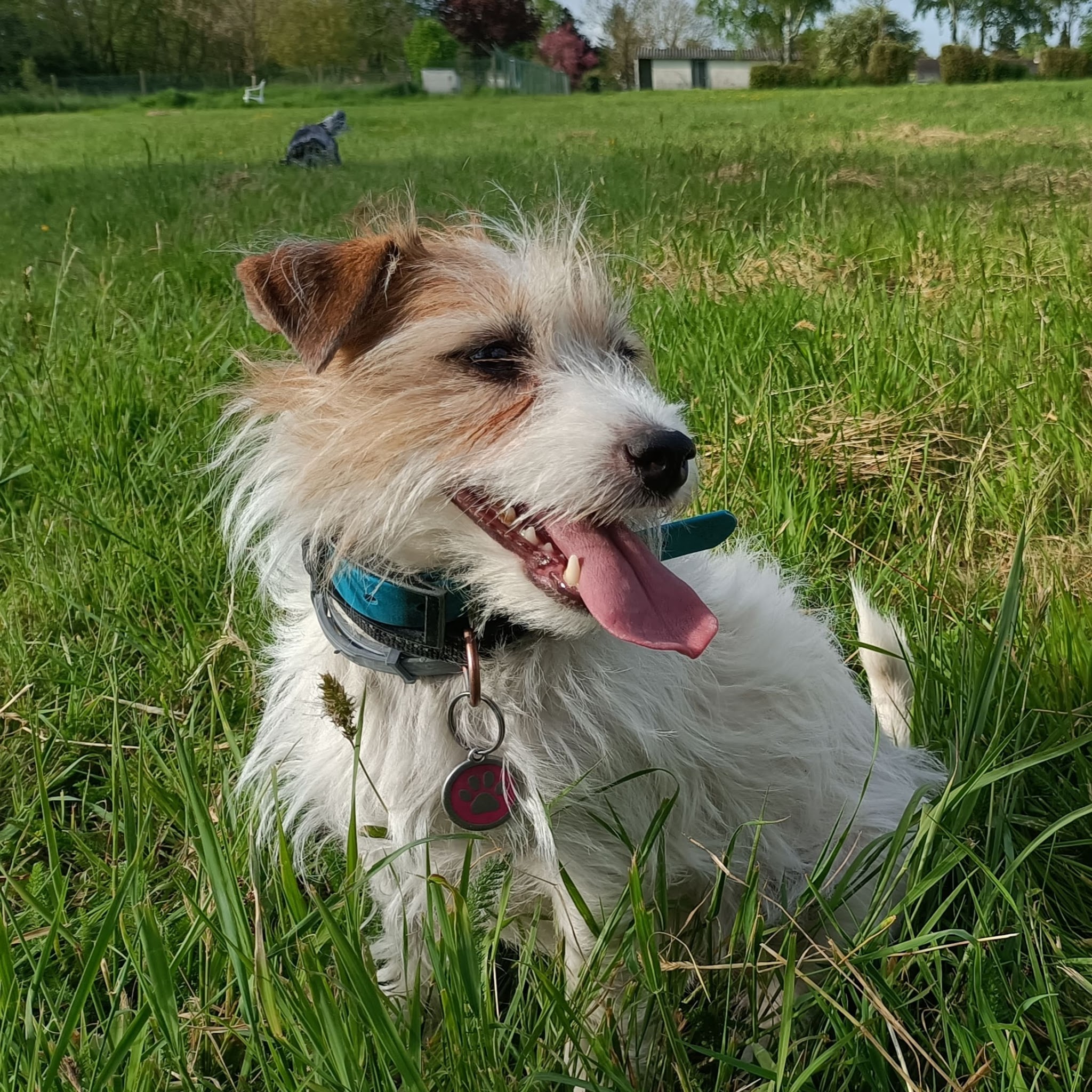 SOCIAL DOG HOME pension pour chiens — photo