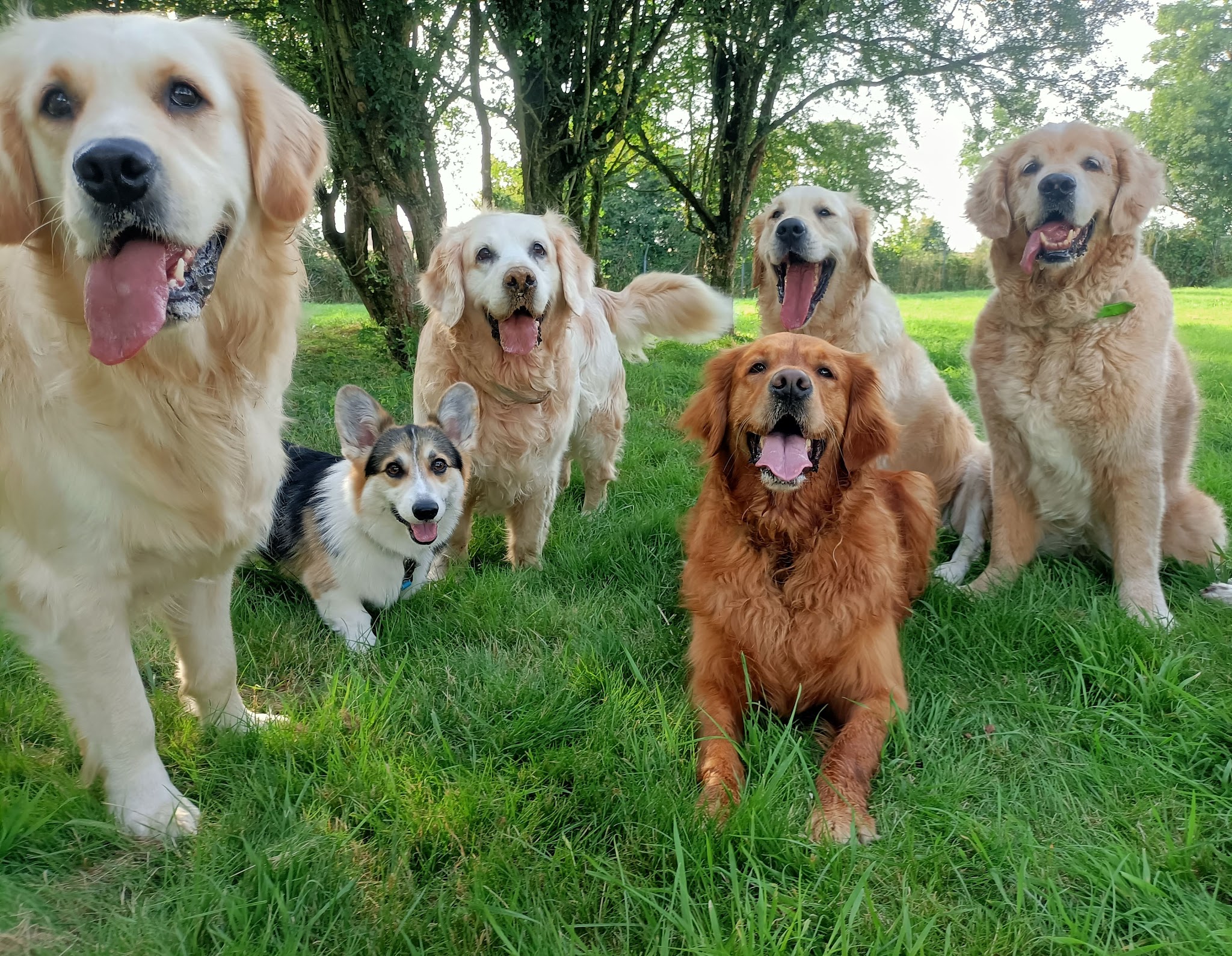SOCIAL DOG HOME pension pour chiens — photo