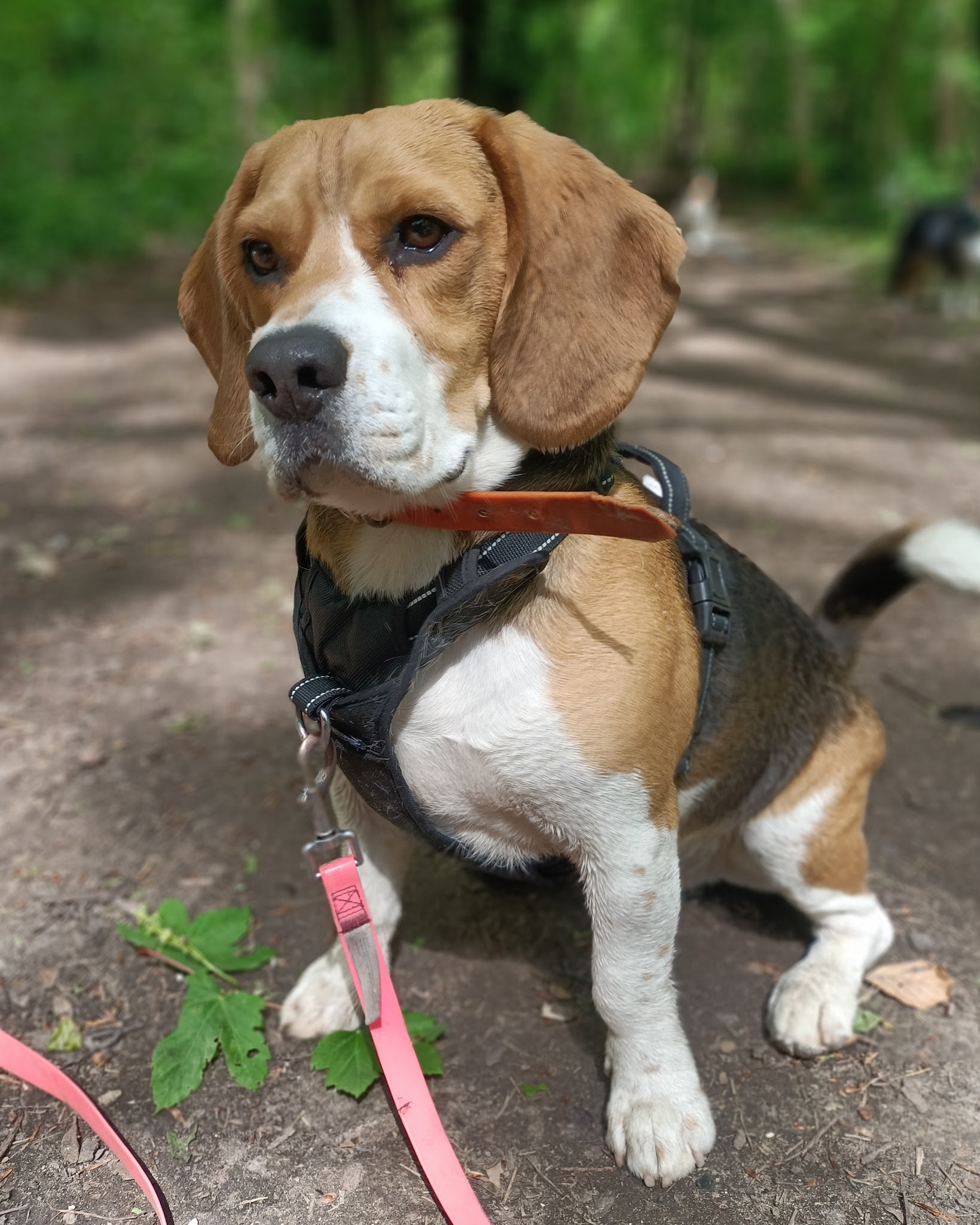 SOCIAL DOG HOME pension pour chiens — photo