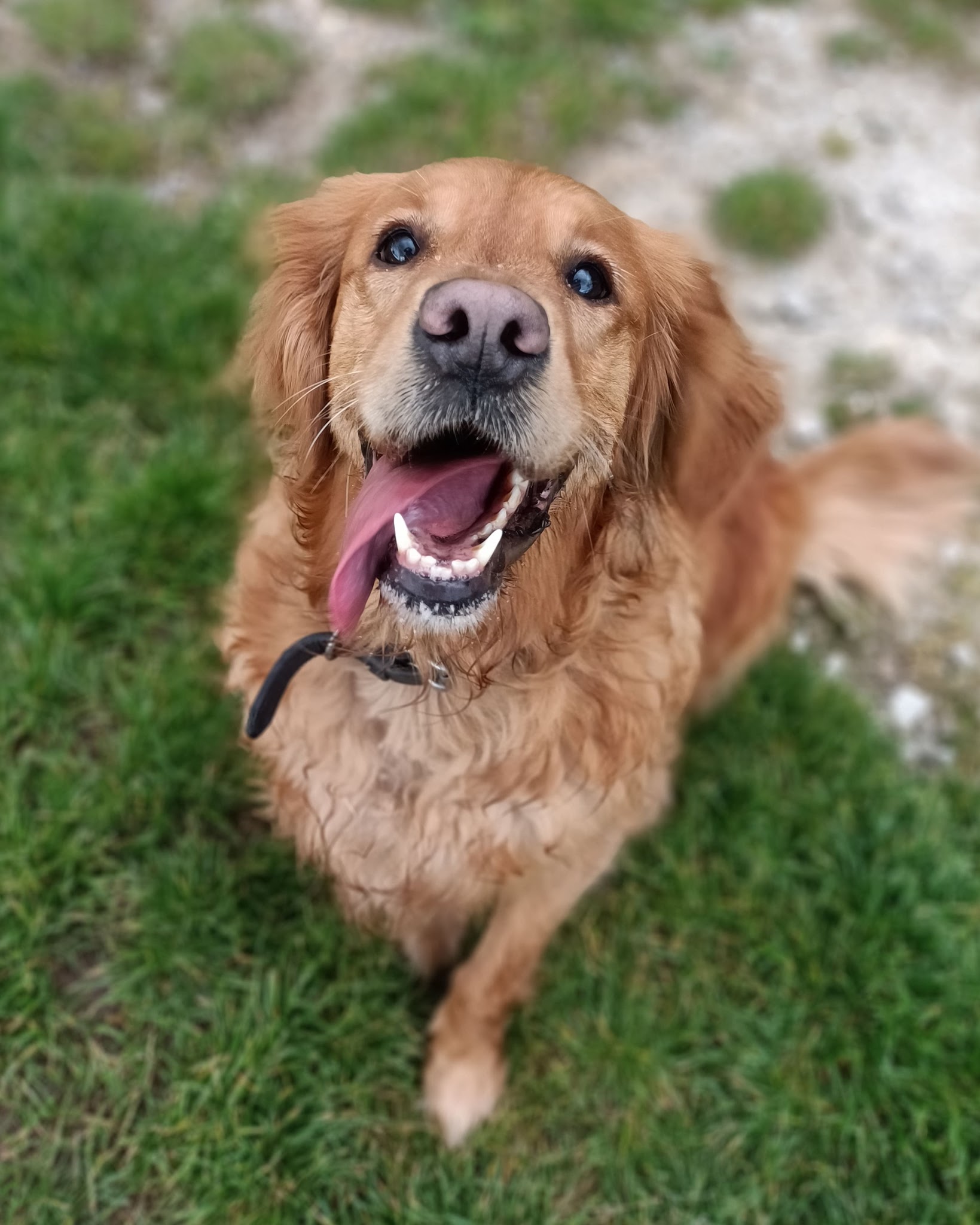 SOCIAL DOG HOME pension pour chiens — photo