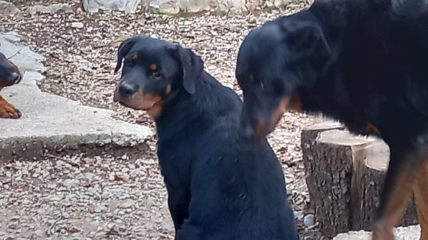 Nounou4pattes