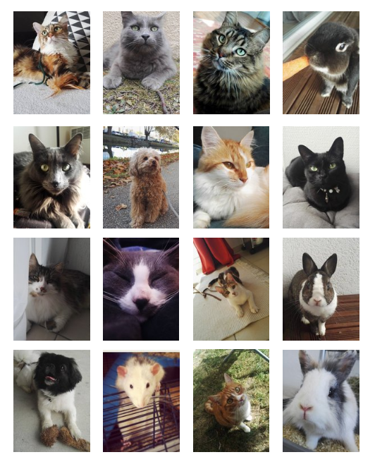 Jenny's Pet-Sitting — photo