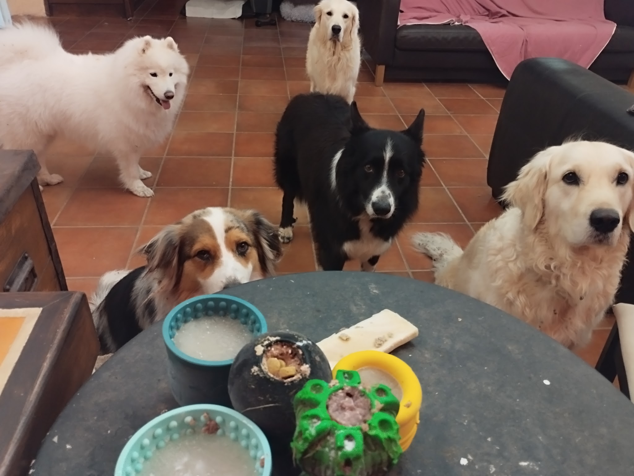 Pension canine L'oppid'aumes — photo