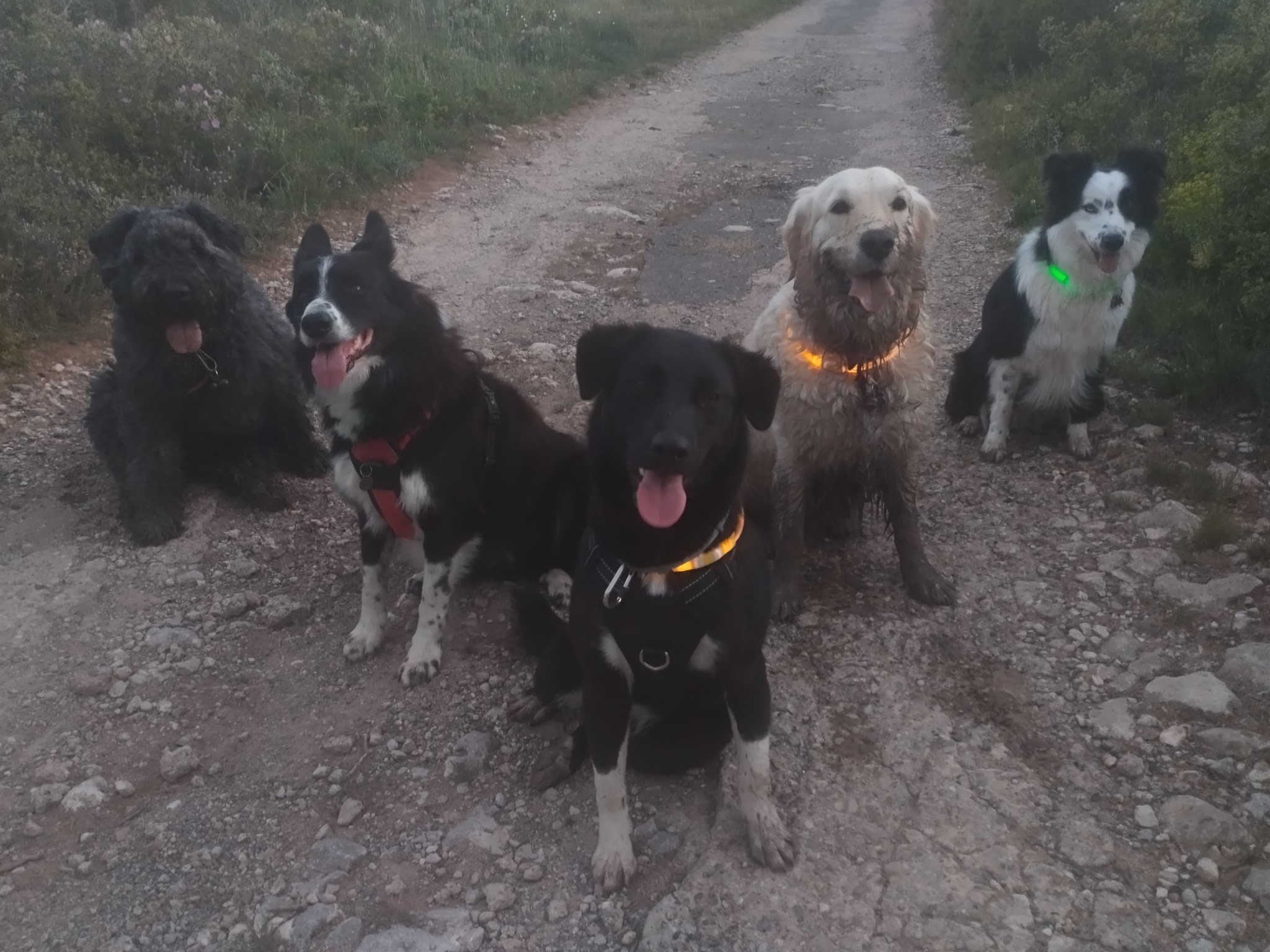 Pension canine L'oppid'aumes — photo