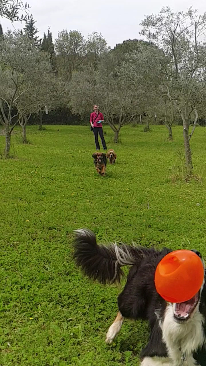 Pension canine L'oppid'aumes — photo