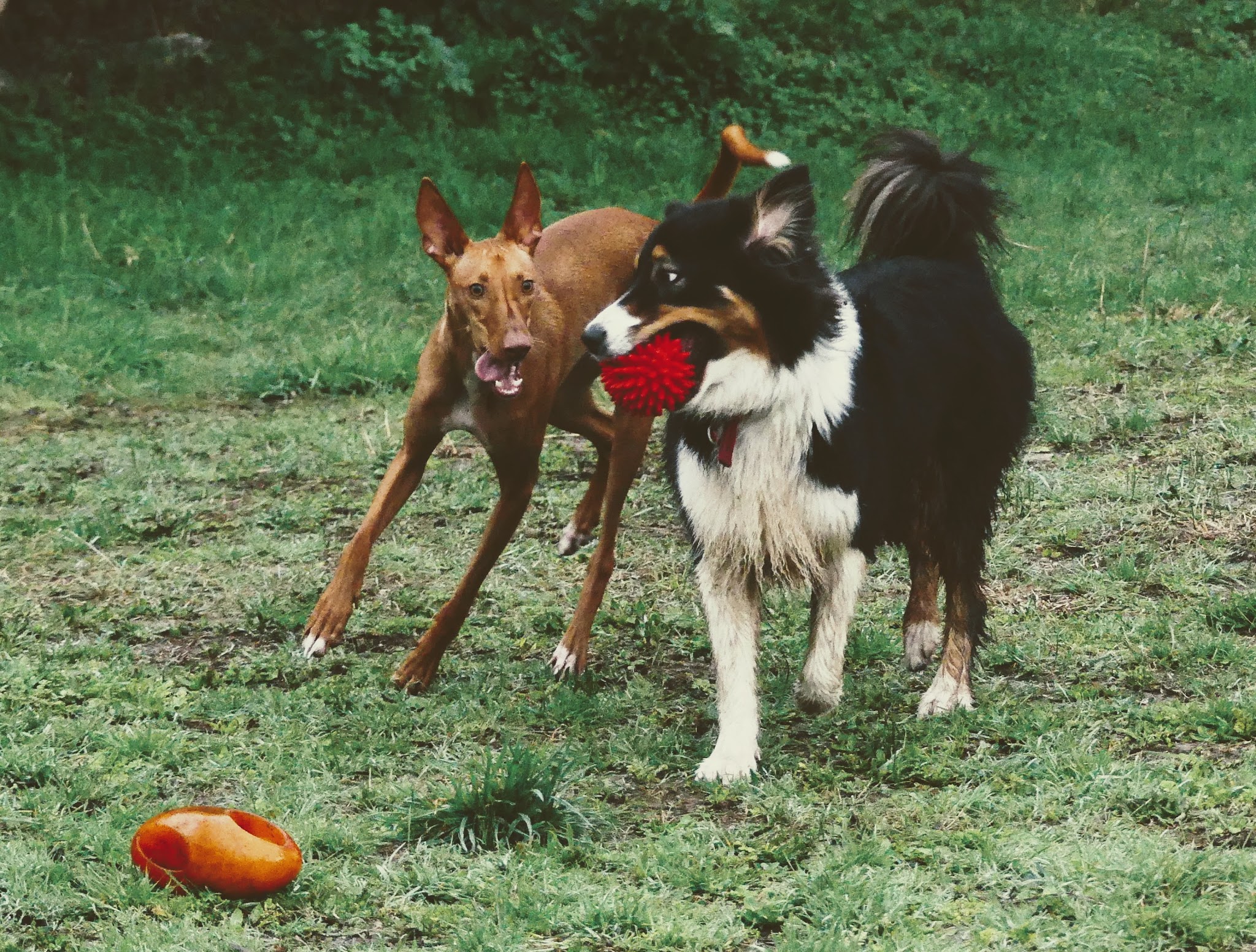 Pension canine L'oppid'aumes — photo