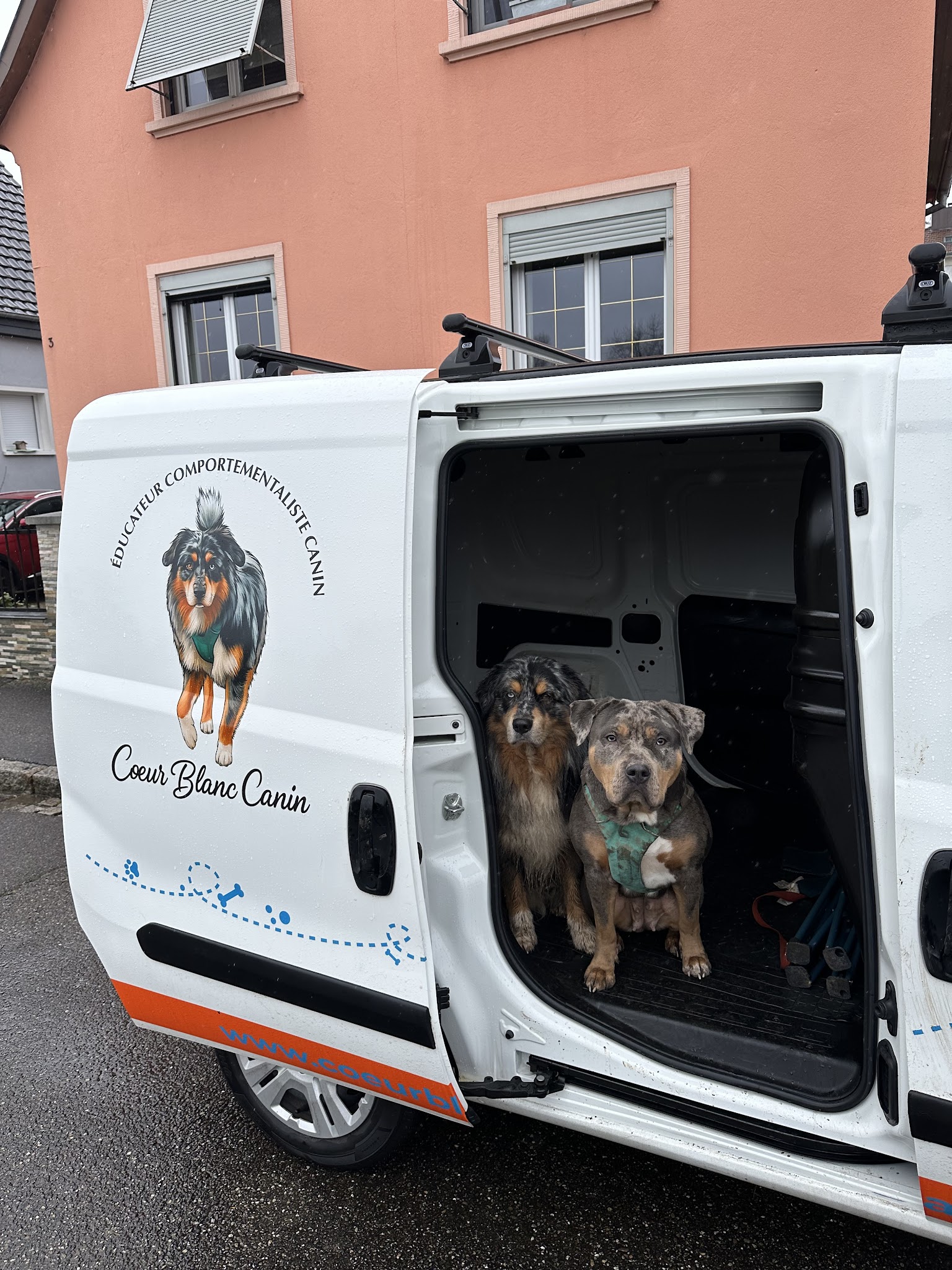 Education canine Coeur blanc canin — photo