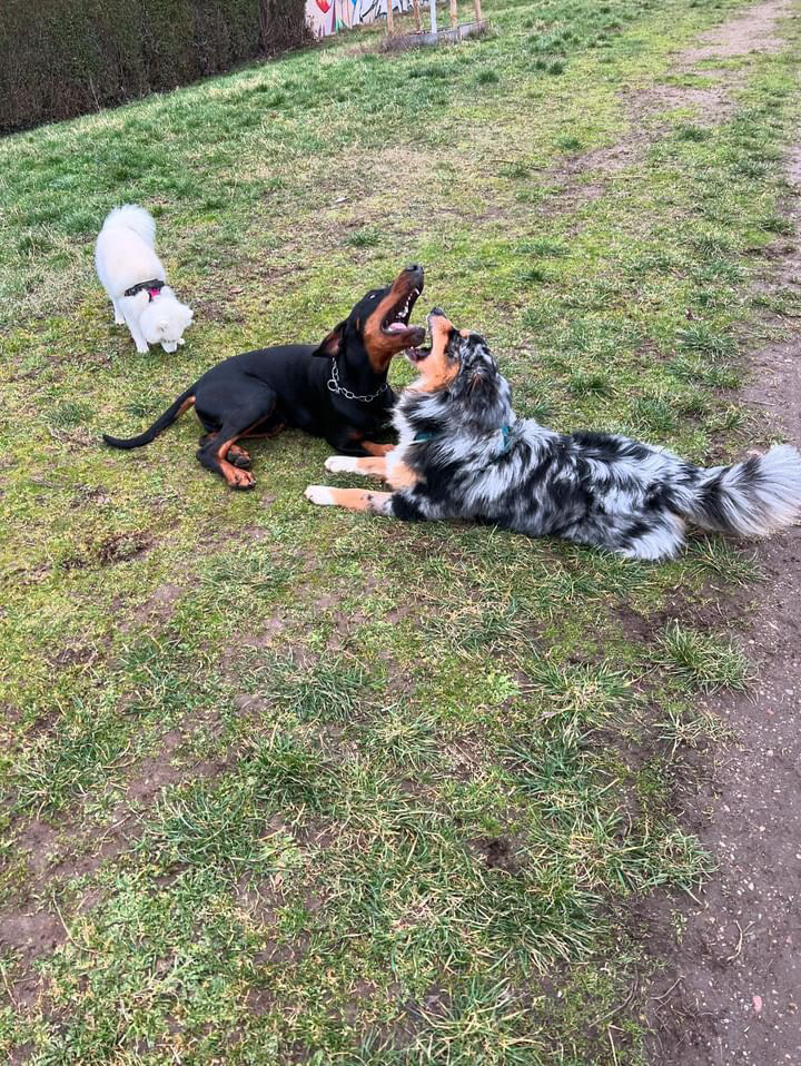 Education canine Coeur blanc canin