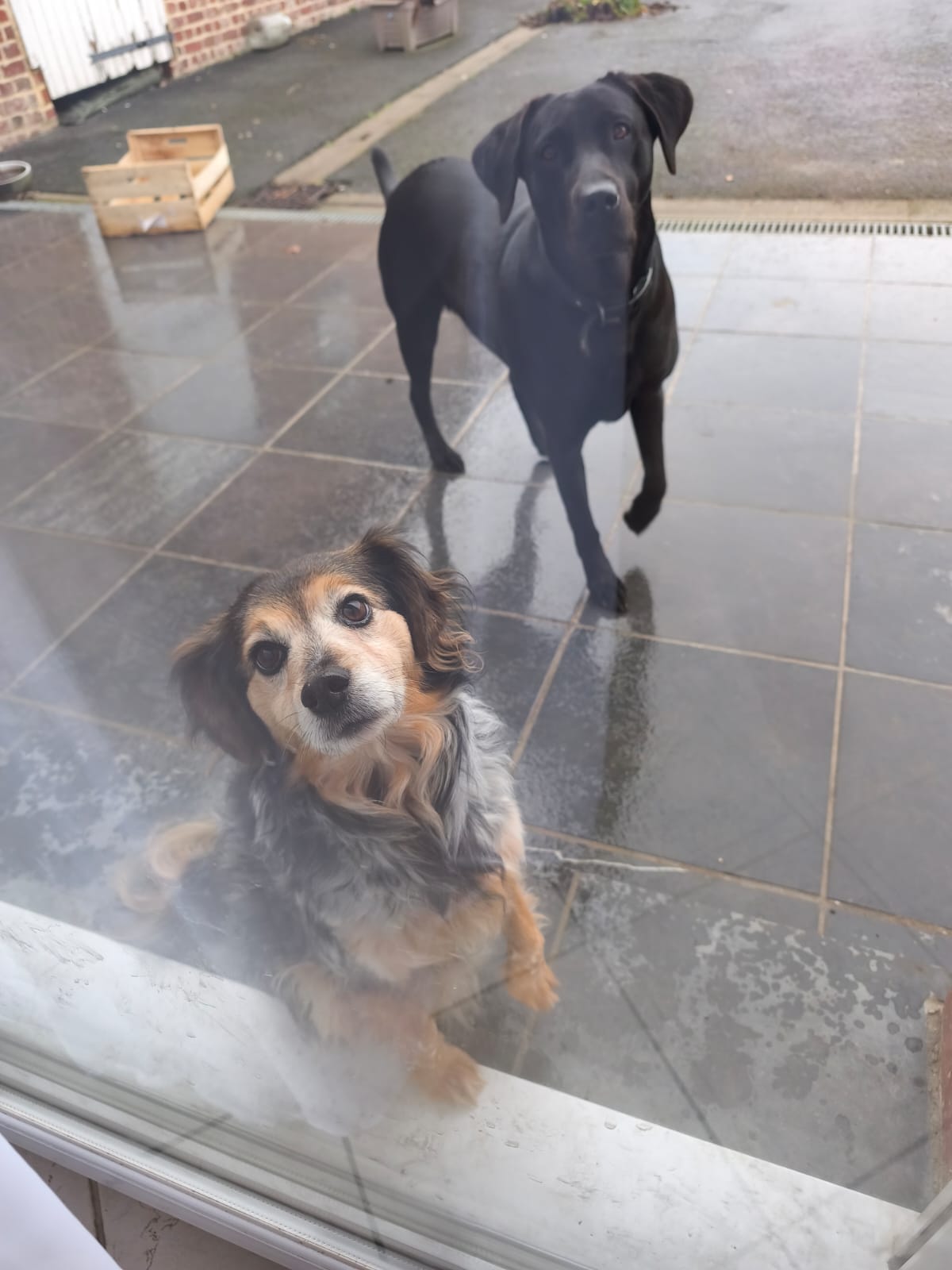 Weppes pet sitter — photo