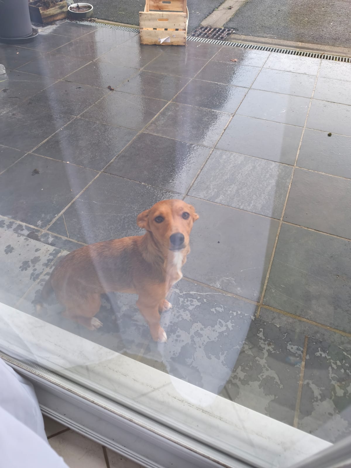 Weppes pet sitter
