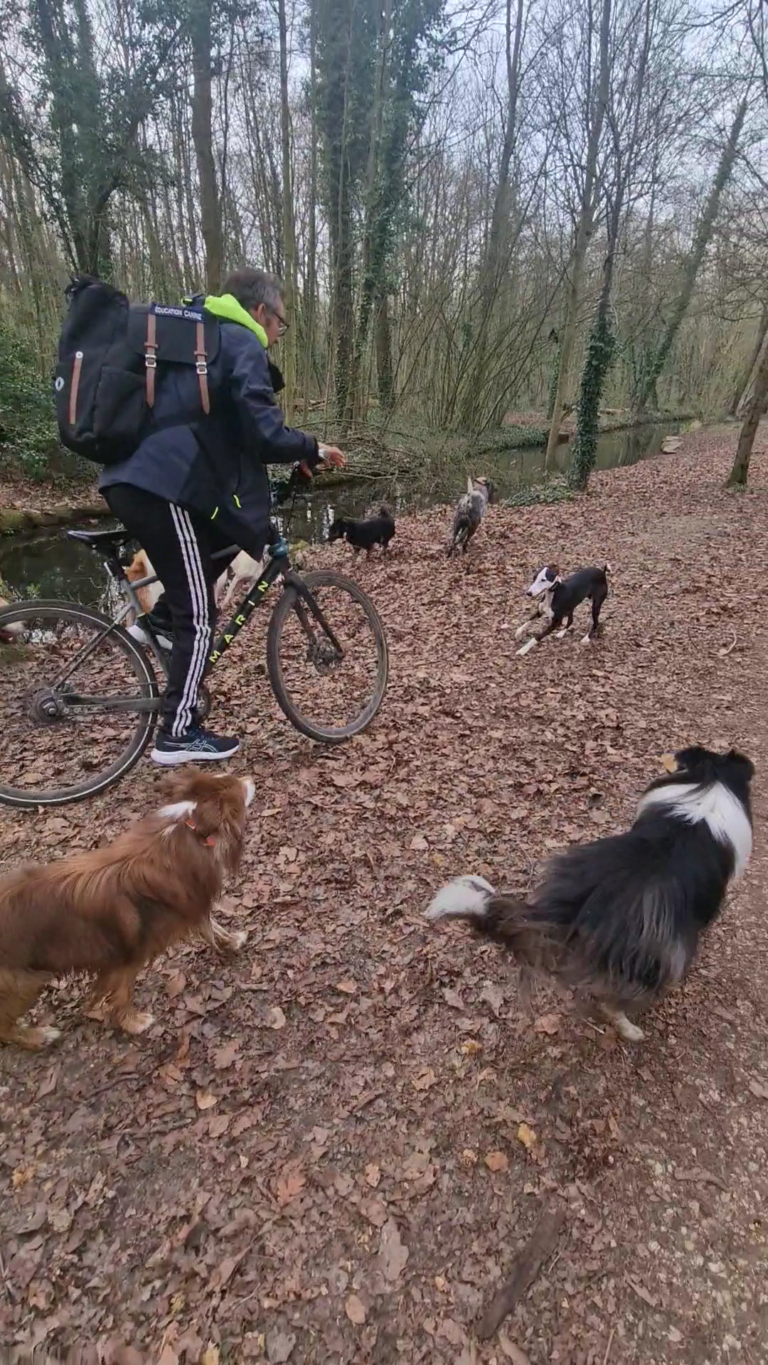 University Dogs - • Éducation comportementale canine • Promenade de chiens au Bois de Vincennes • Pension canine familiale — photo