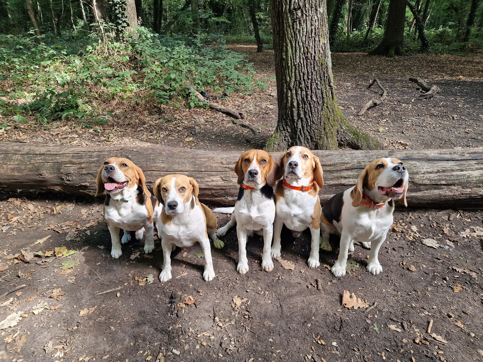 University Dogs - • Éducation comportementale canine • Promenade de chiens au Bois de Vincennes • Pension canine familiale — photo