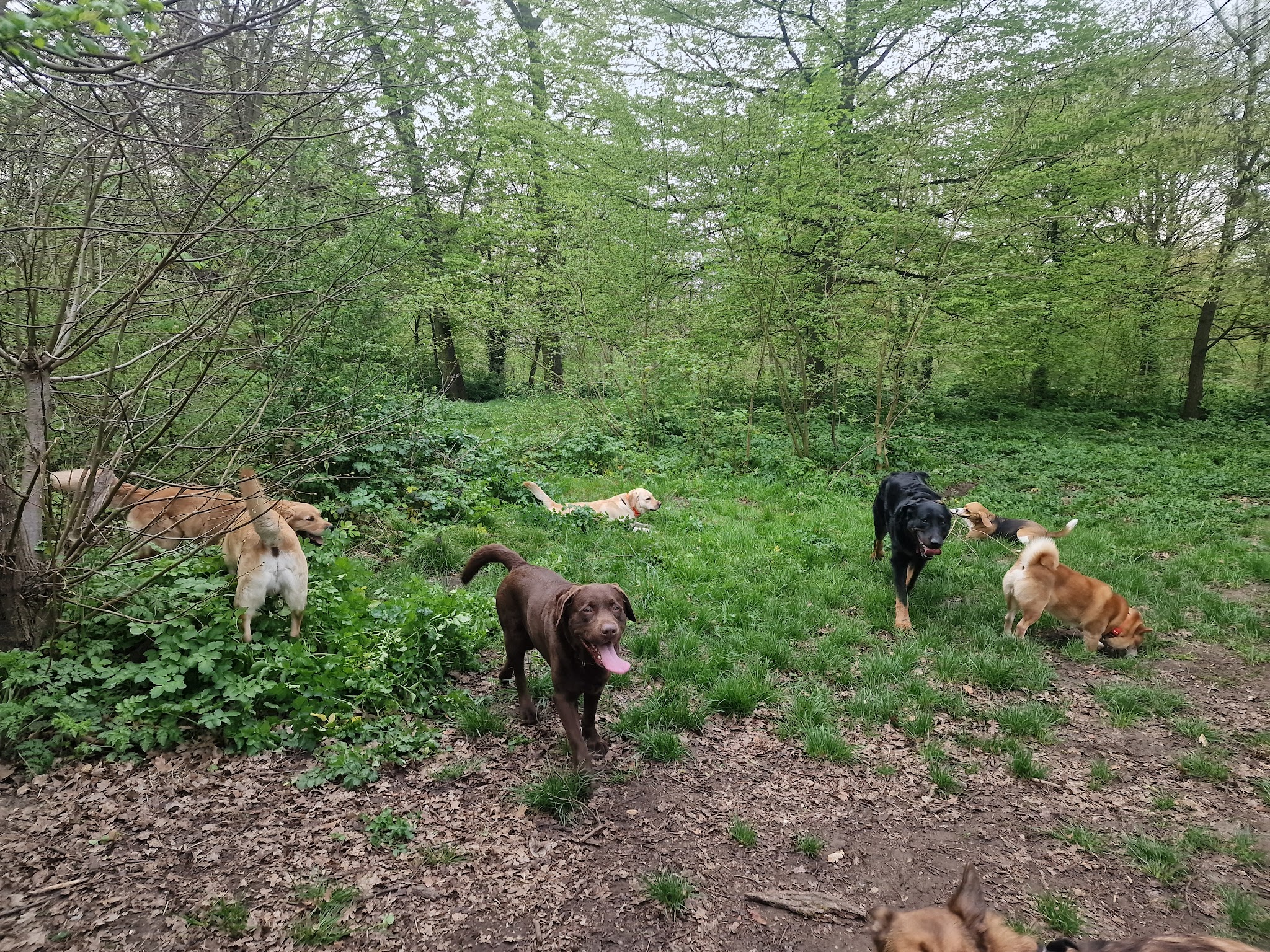 University Dogs - • Éducation comportementale canine • Promenade de chiens au Bois de Vincennes • Pension canine familiale — photo