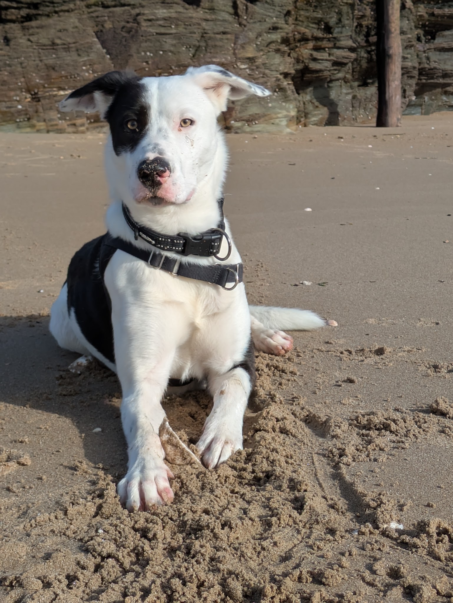 L'Arche de Retz Petsitter — photo