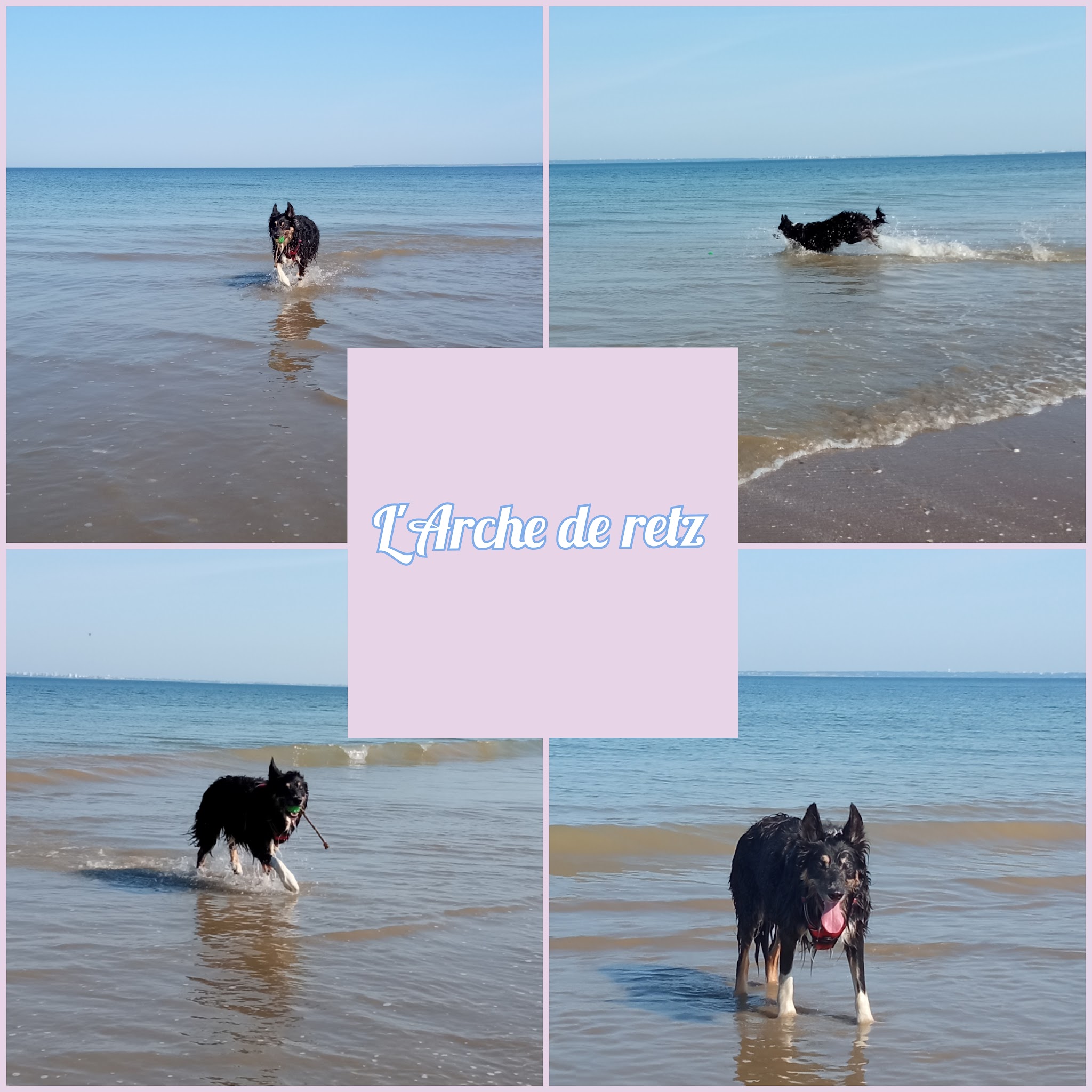 L'Arche de Retz Petsitter — photo