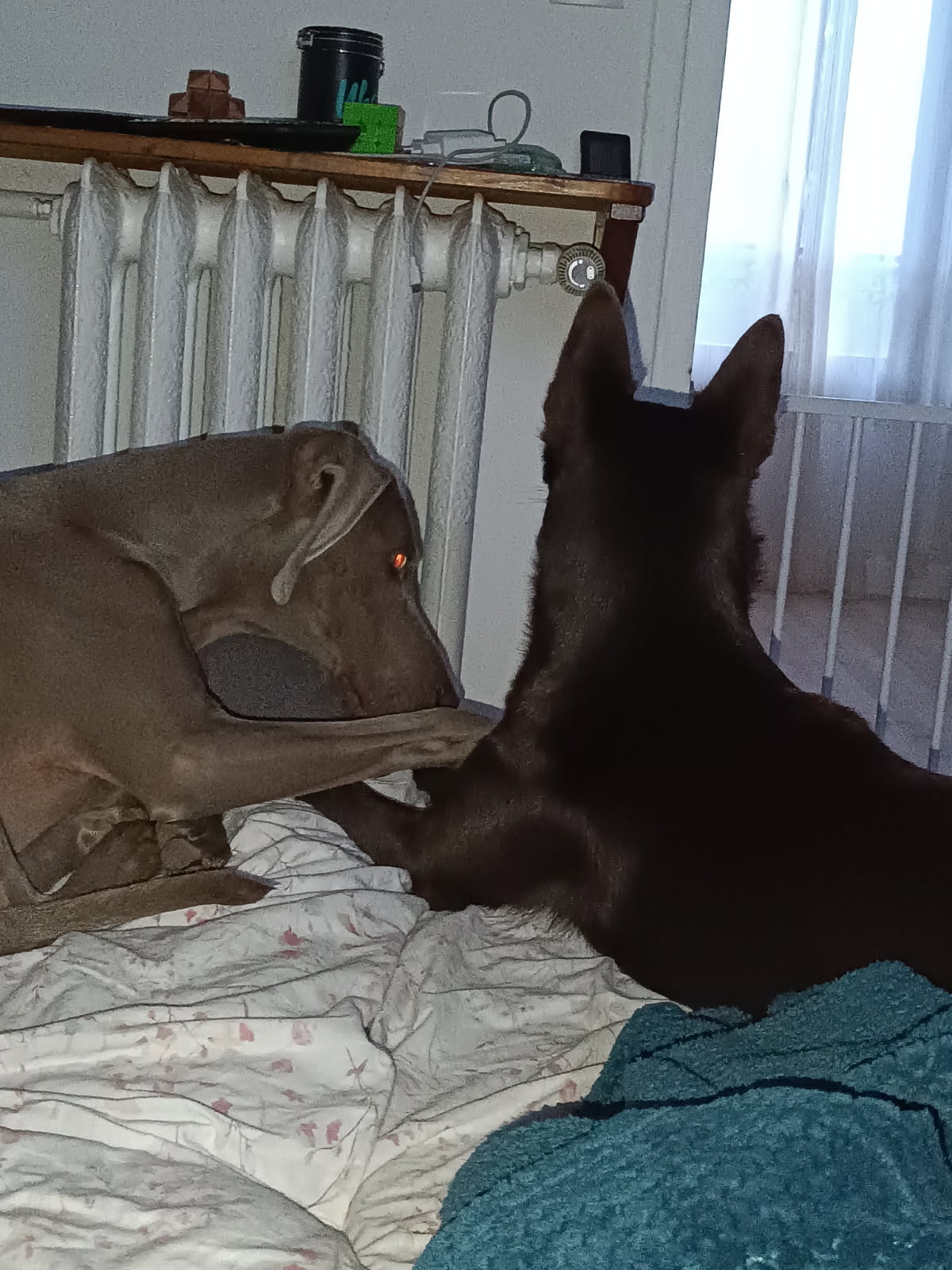 delf'inn dog — photo