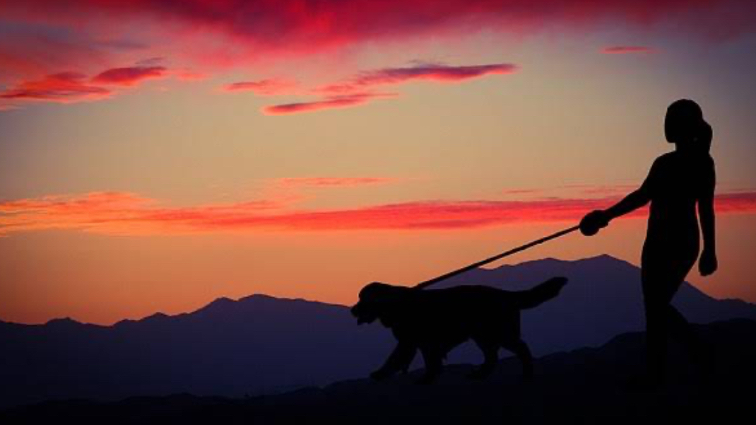 Pet sitting services