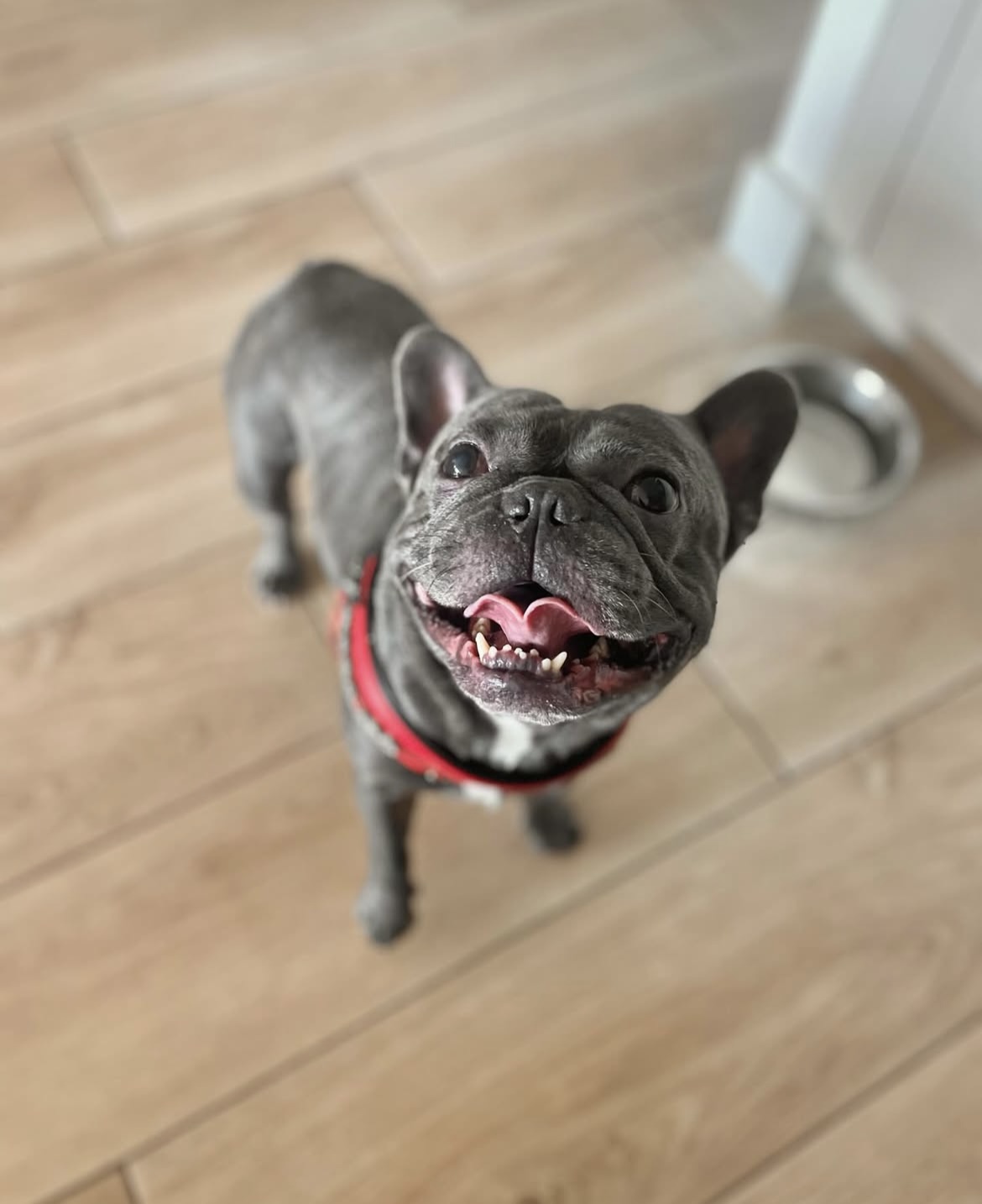 Pet sitting services — photo