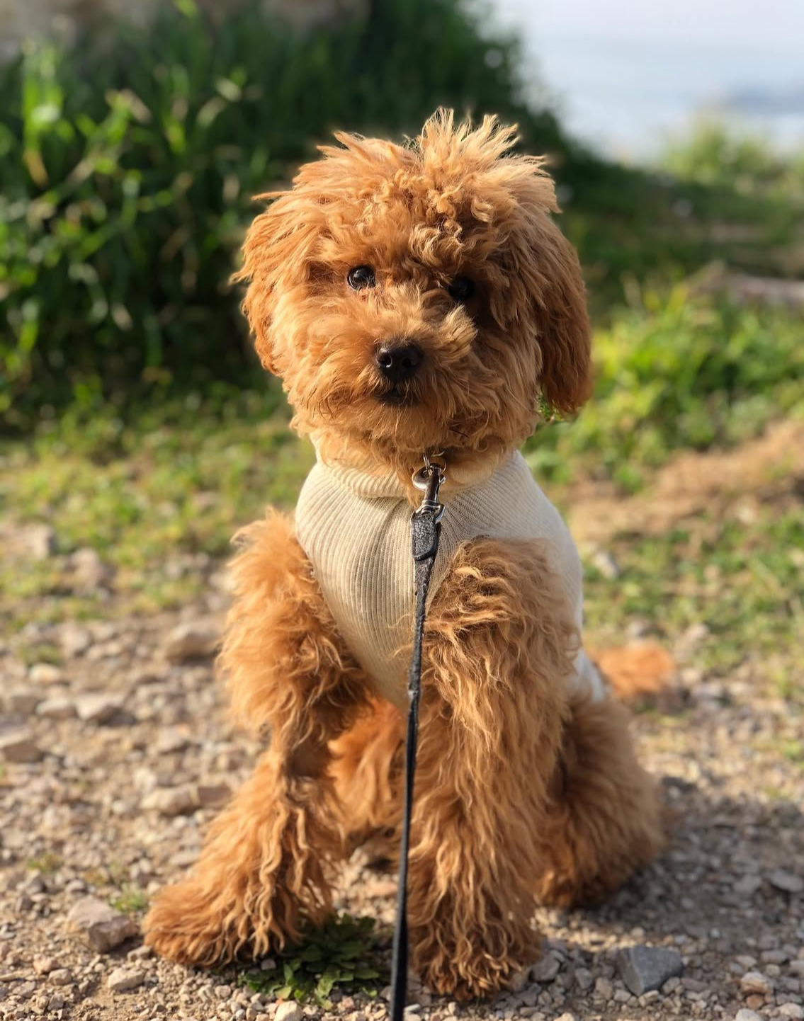 Pet sitting services — photo