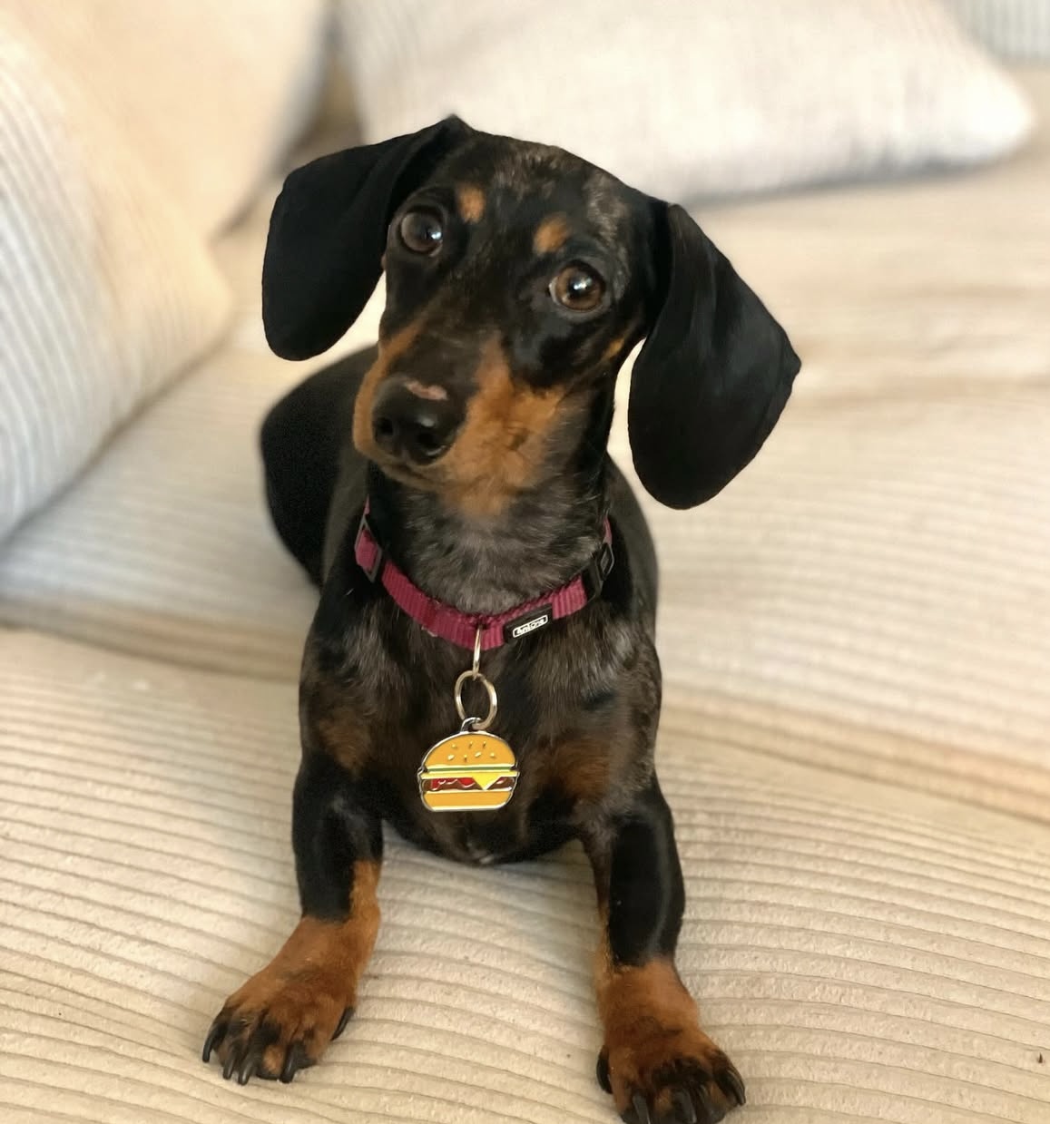Pet sitting services — photo