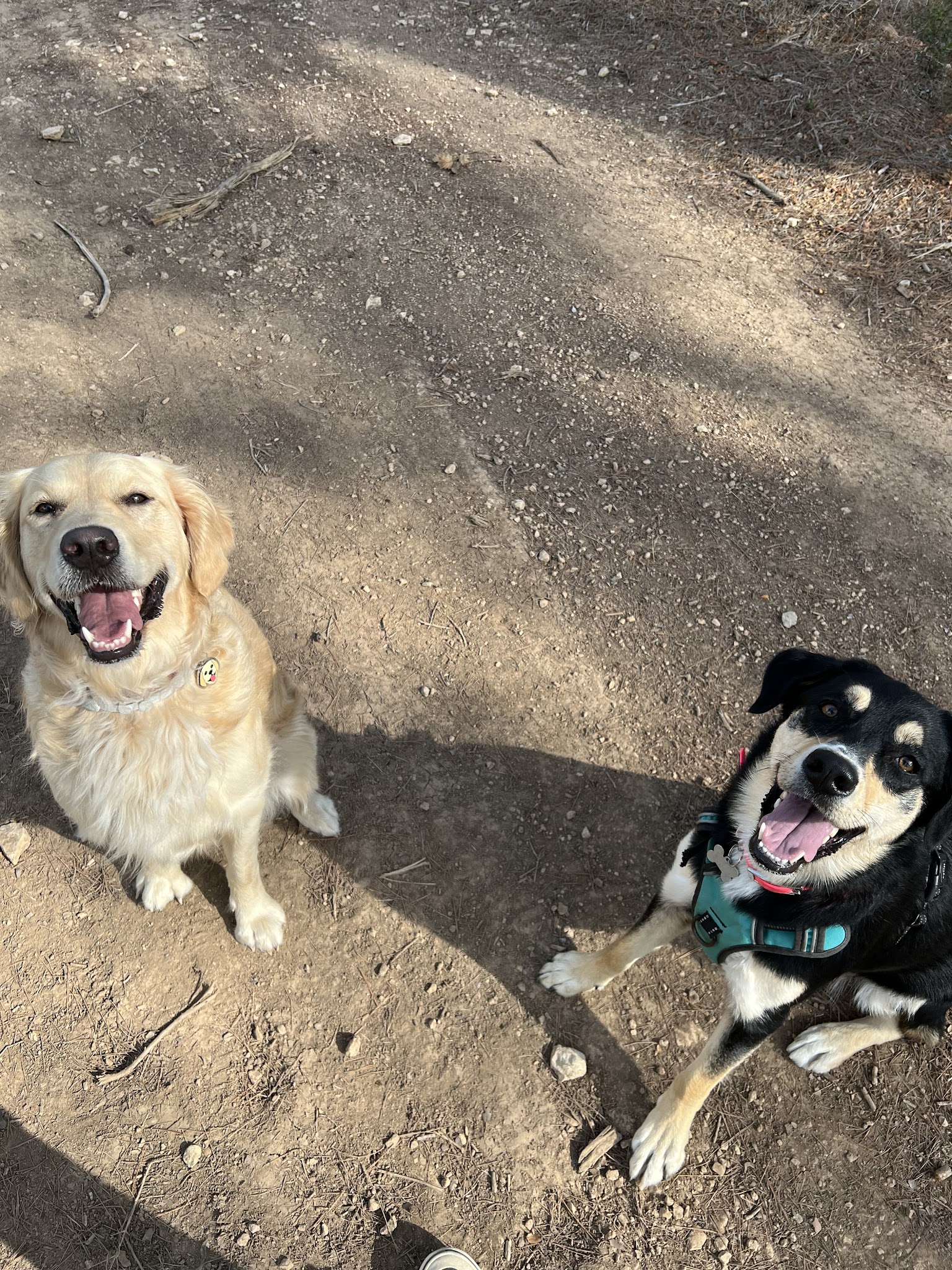 Naïa & Co - Pet sitting — photo