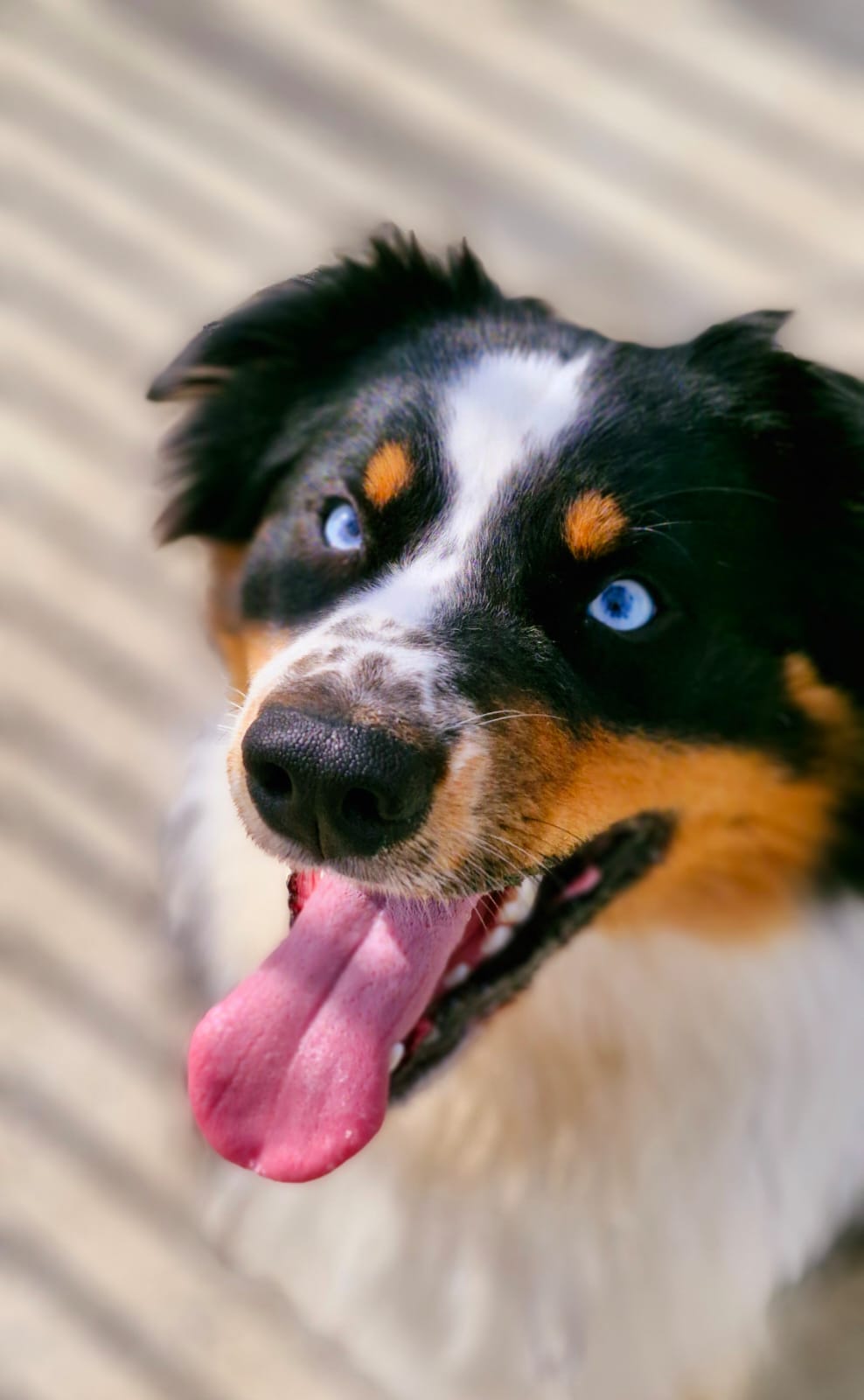 PASSION CANINE - LES 3S — photo