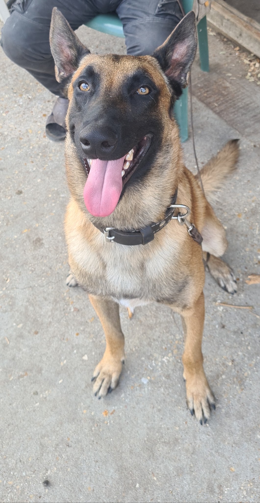 PASSION CANINE - LES 3S — photo