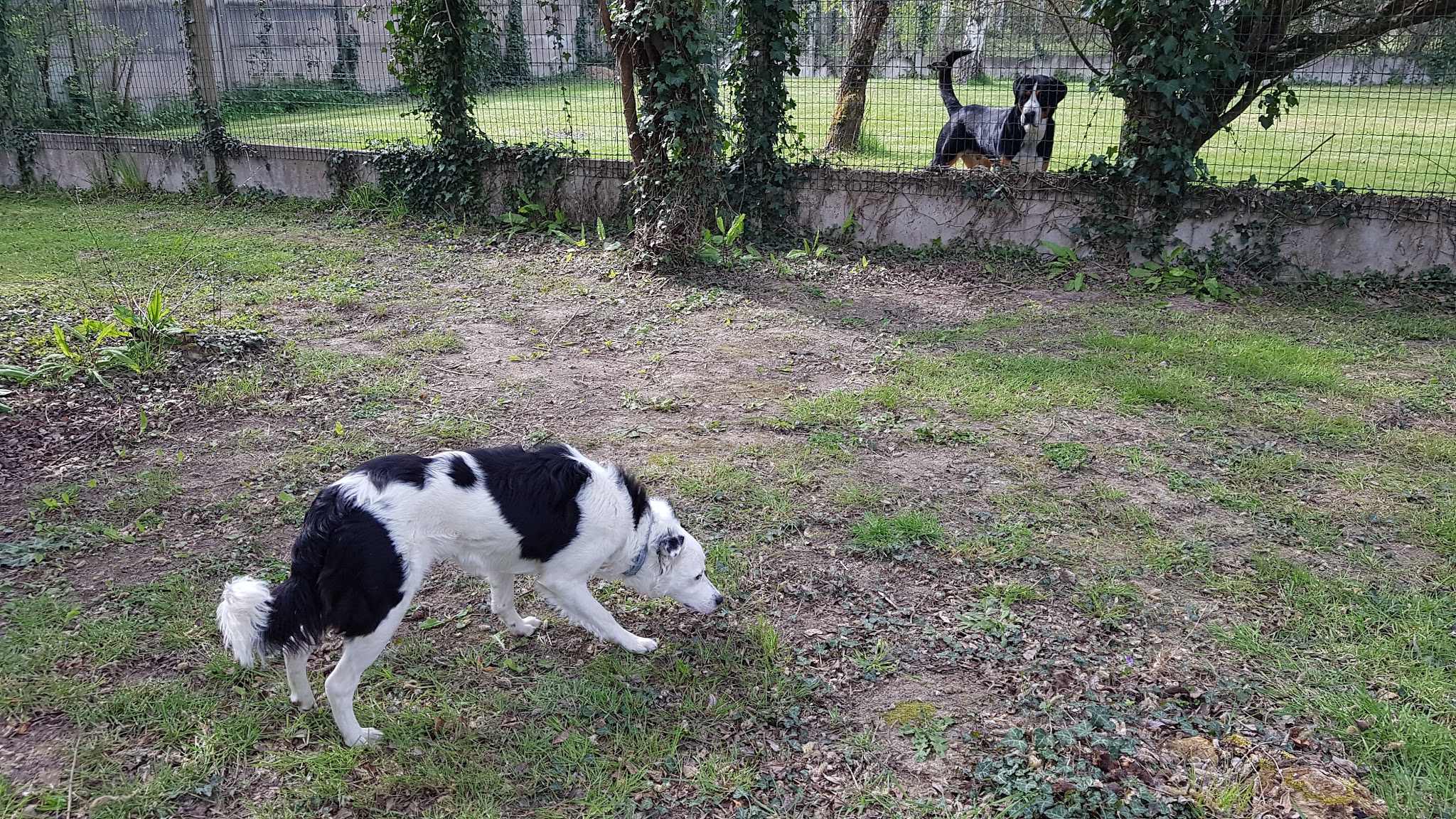 Animal's Club — photo