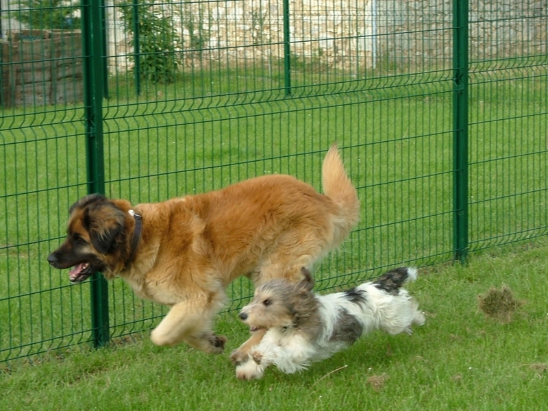 Pension chien & chat du Bois Clerbault -Cat À Pat — photo