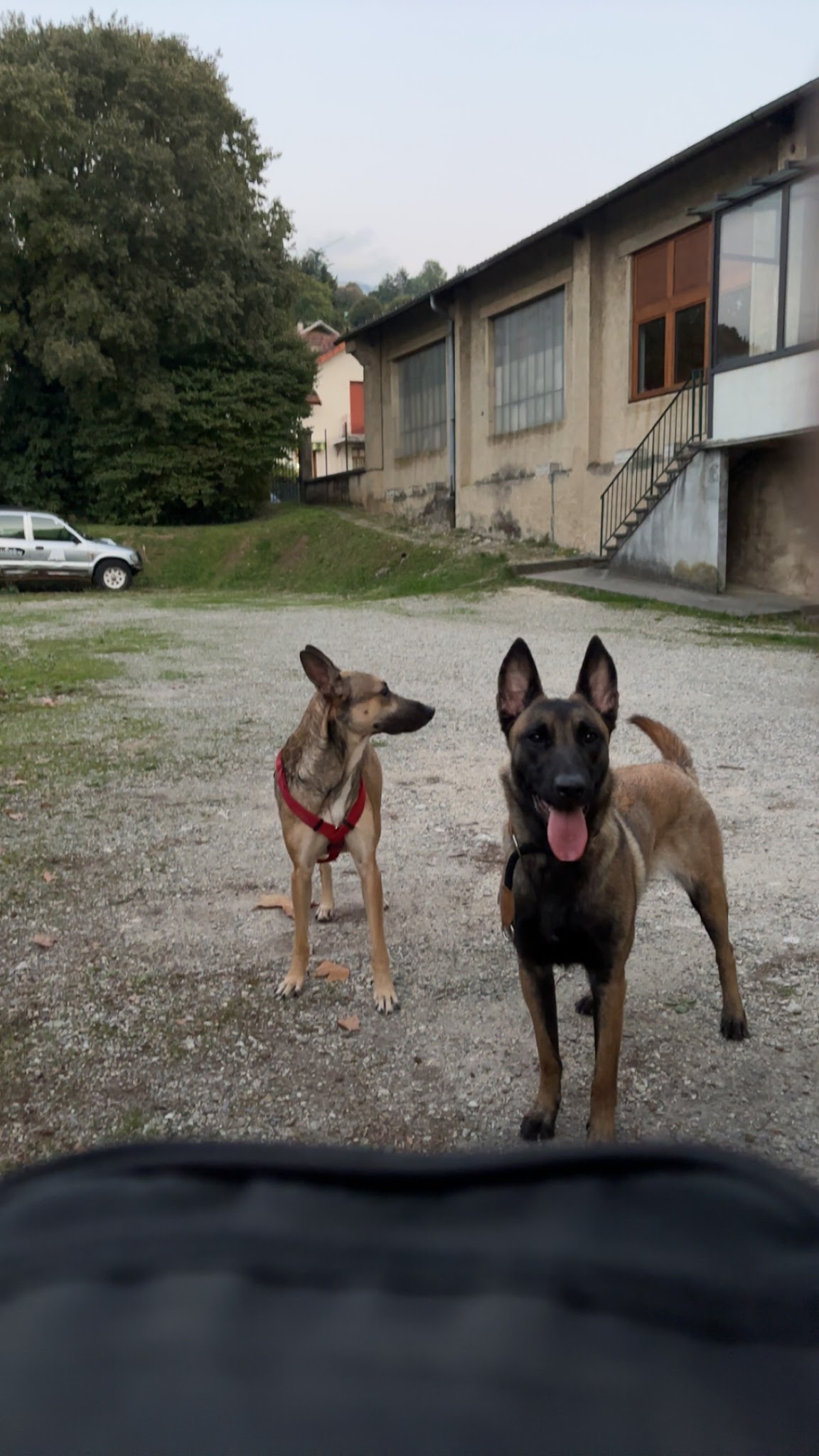 canishumanis.fr — photo