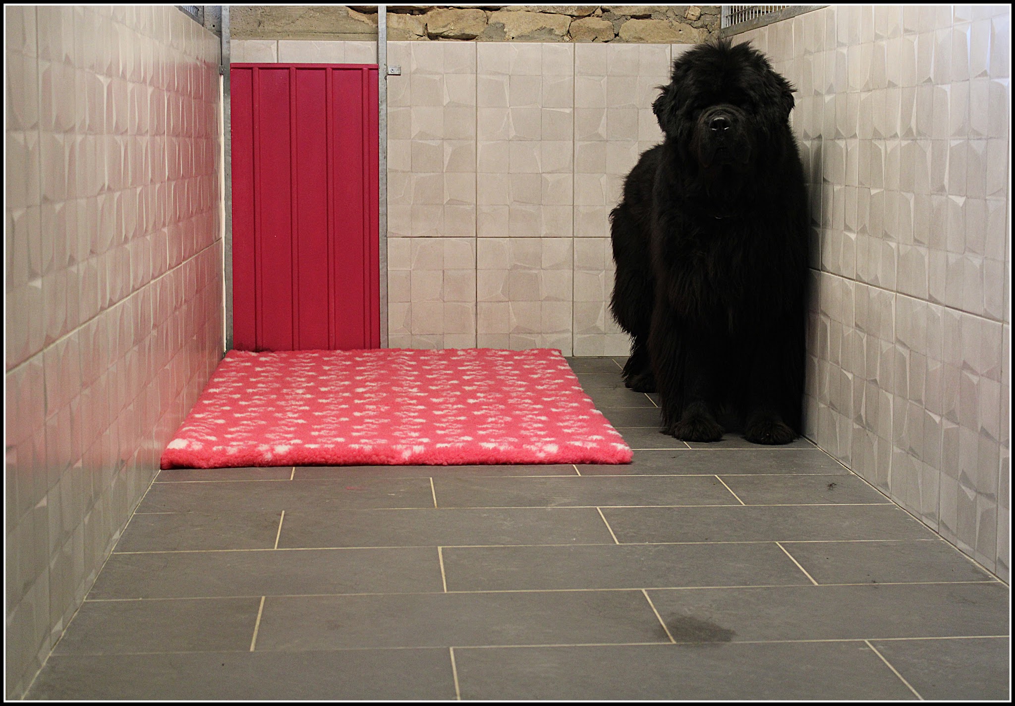 ESPRIT OUKAYA, Pension Canine & Toilettage — photo