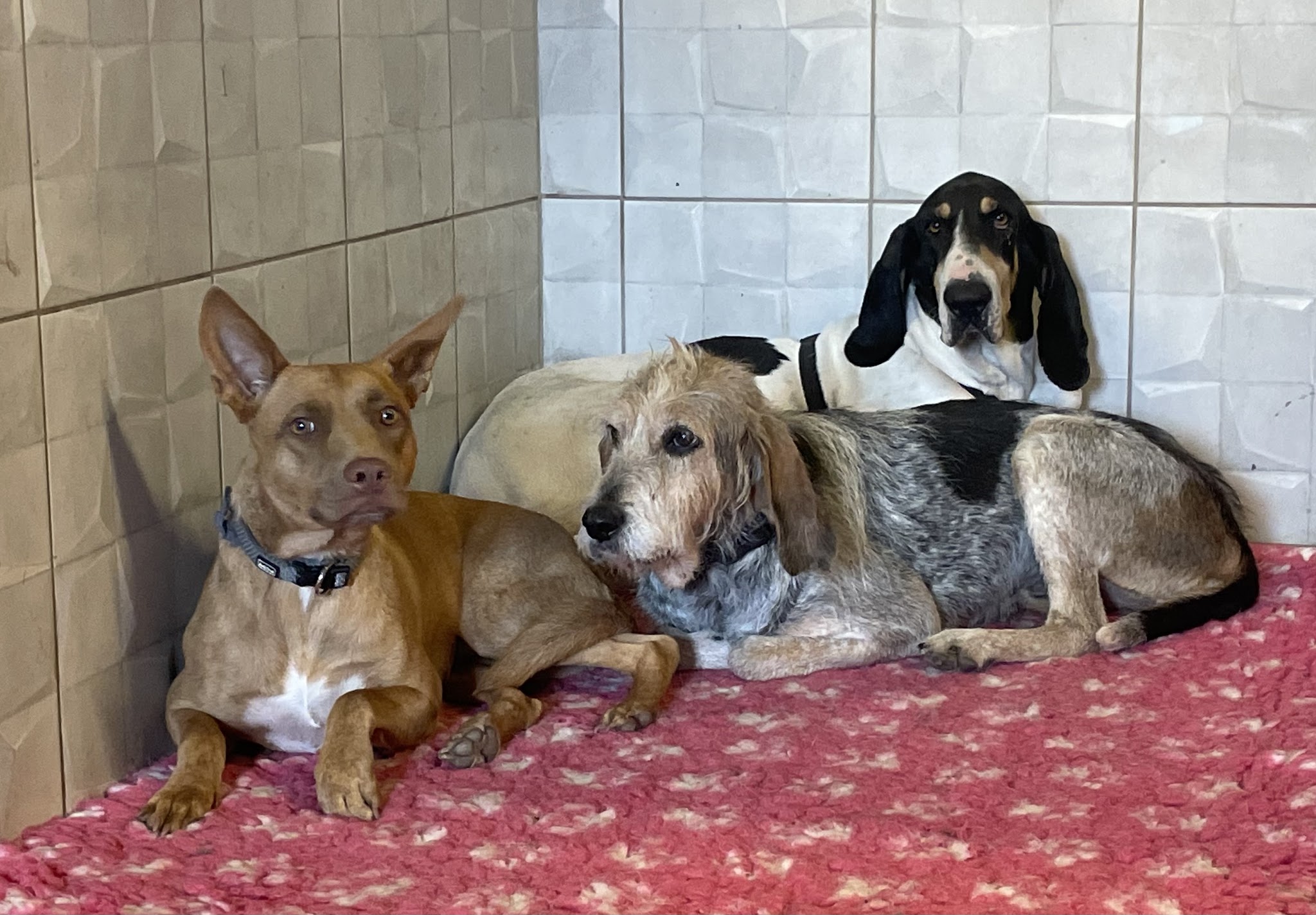 ESPRIT OUKAYA, Pension Canine & Toilettage — photo