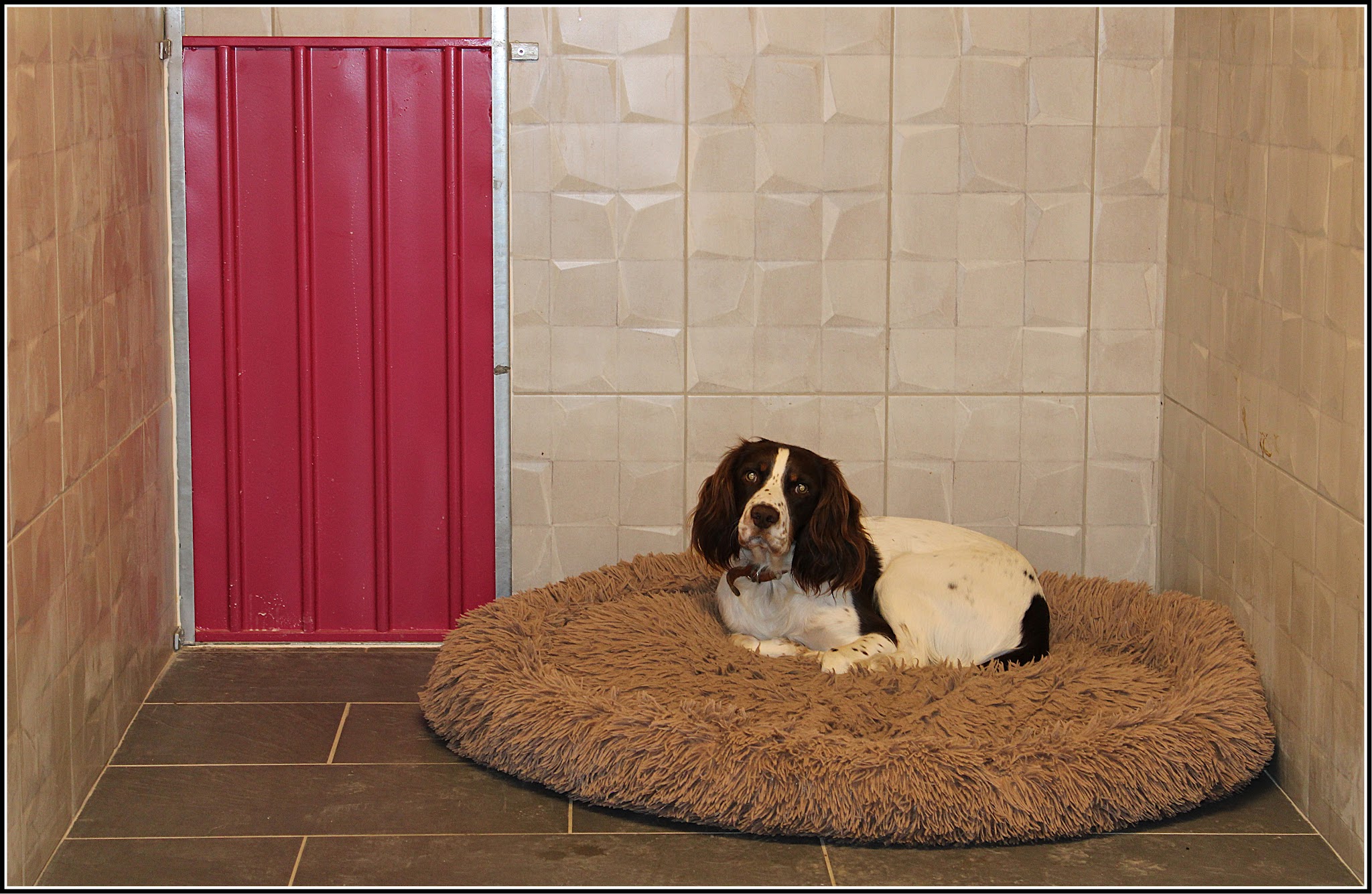 ESPRIT OUKAYA, Pension Canine & Toilettage — photo