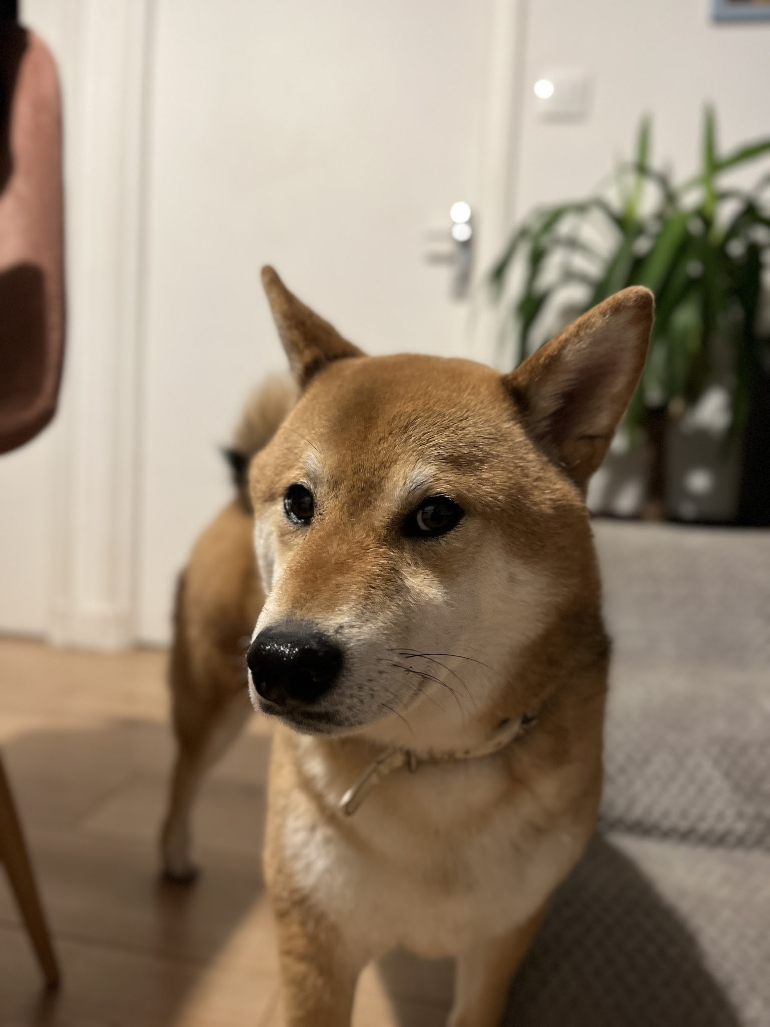 BBsitting — photo