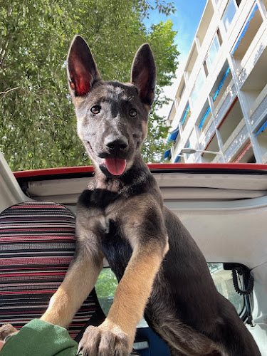 Cani Colo and Cat- Pet Sitter- Chien et chat
