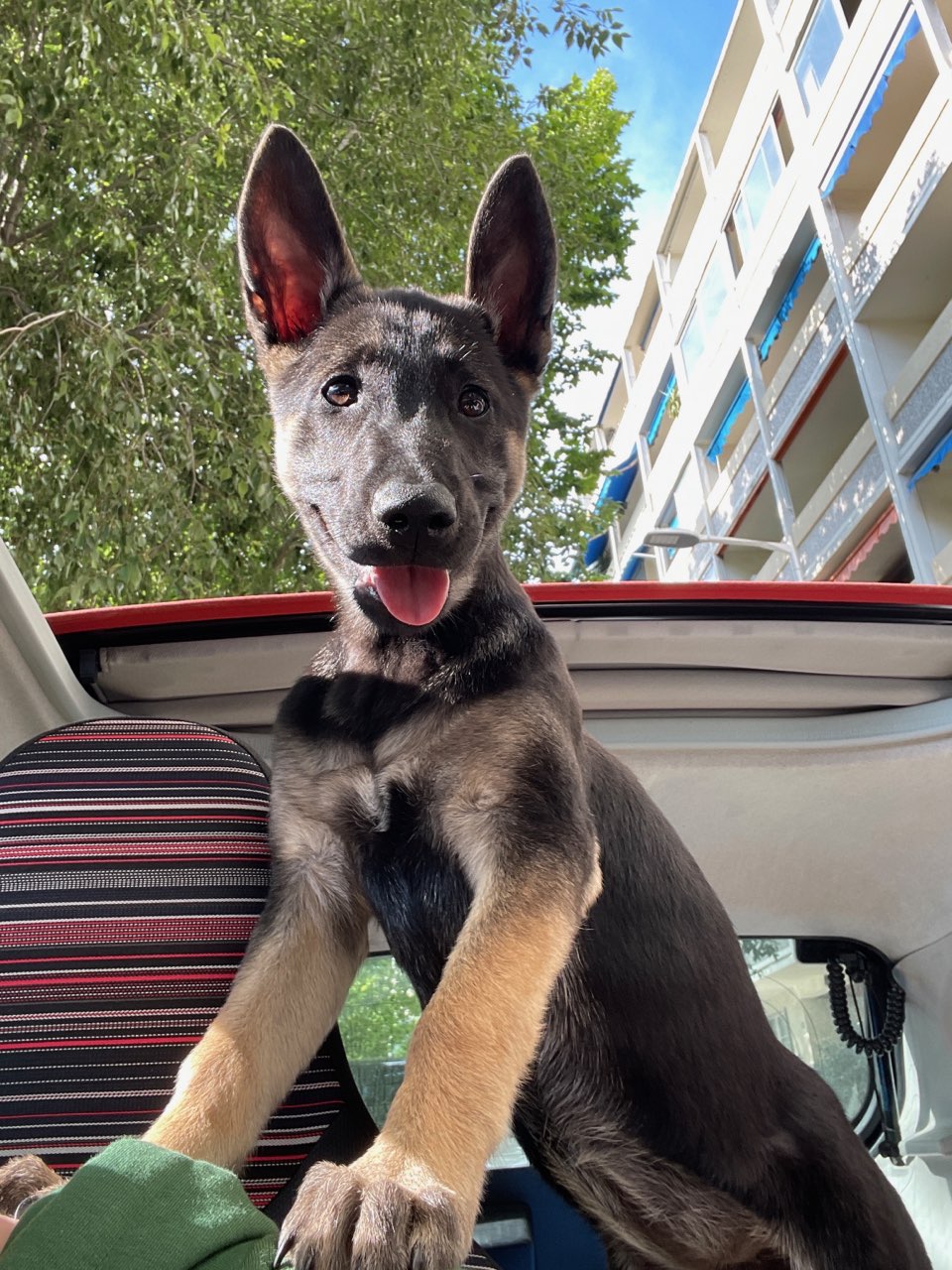 Cani Colo and Cat- Pet Sitter- Chien et chat — photo