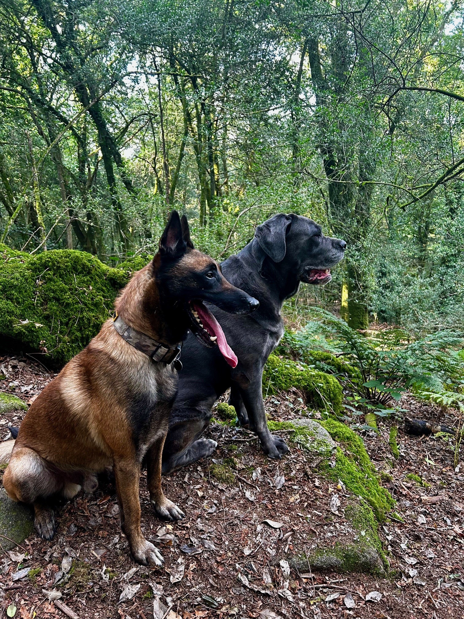 Van'Ima - Nouveau ! Promenades de chiens en forêt privée — photo