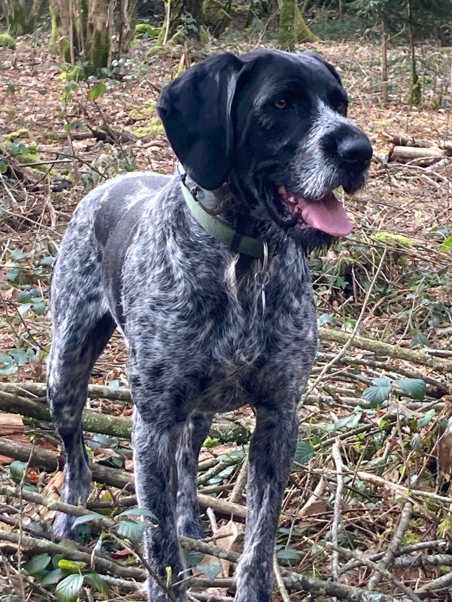 Van'Ima - Nouveau ! Promenades de chiens en forêt privée — photo