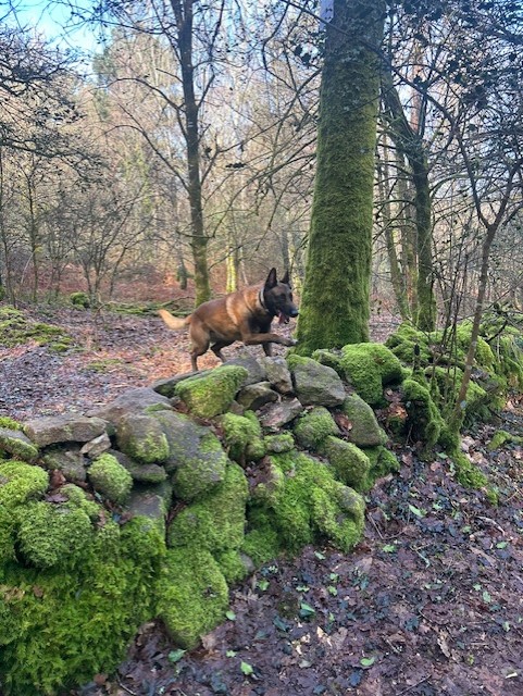 Van'Ima - Nouveau ! Promenades de chiens en forêt privée