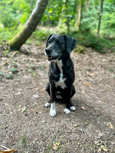 Van'Ima - Nouveau ! Promenades de chiens en forêt privée — photo