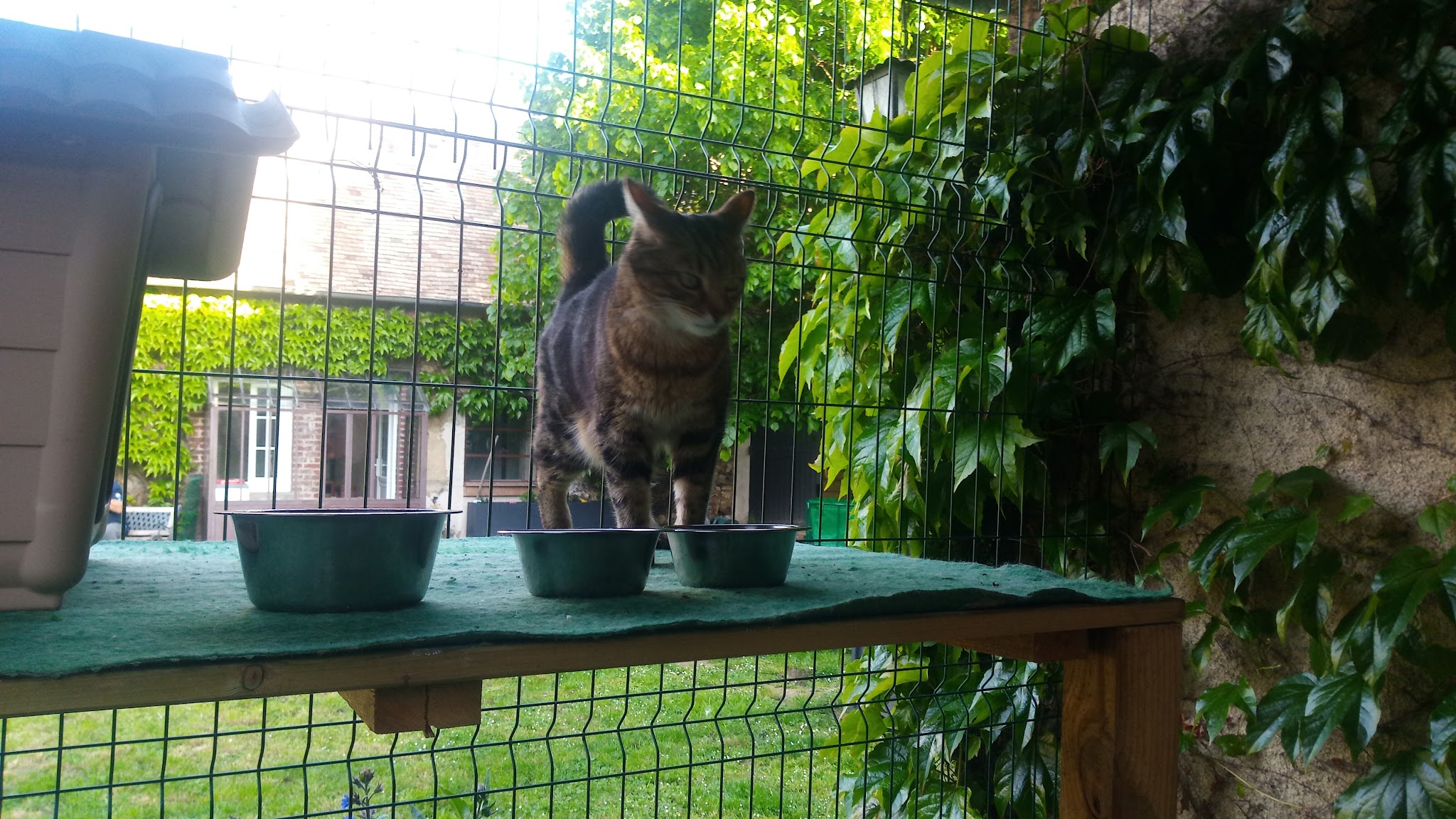 Elliot & Co - Pension familiale chiens et chats — photo
