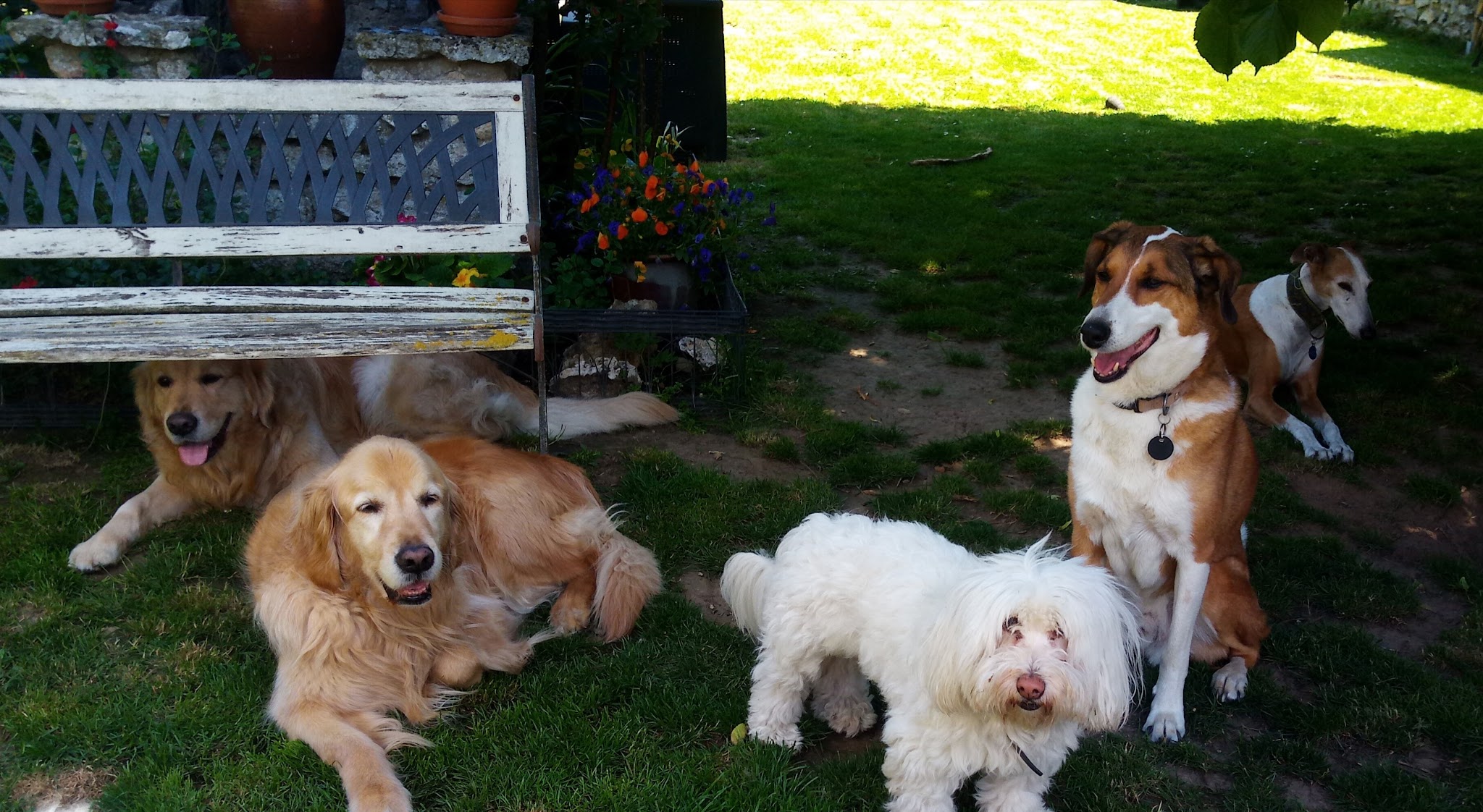 Elliot & Co - Pension familiale chiens et chats — photo