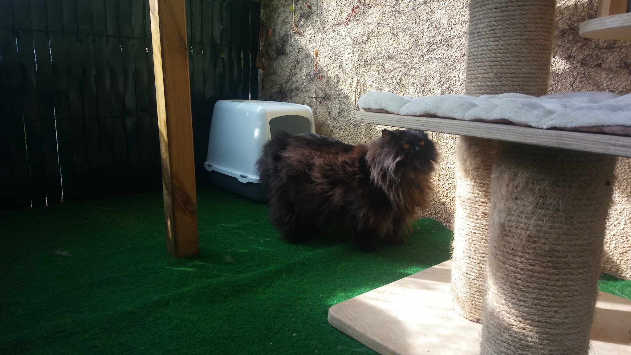 Elliot & Co - Pension familiale chiens et chats — photo