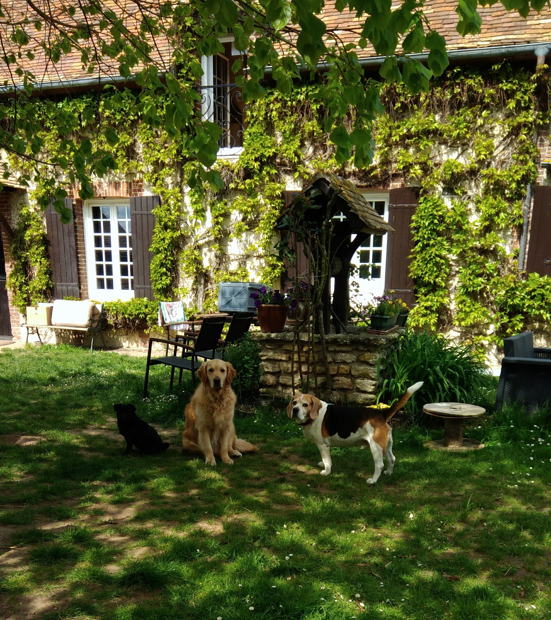 Elliot & Co - Pension familiale chiens et chats — photo