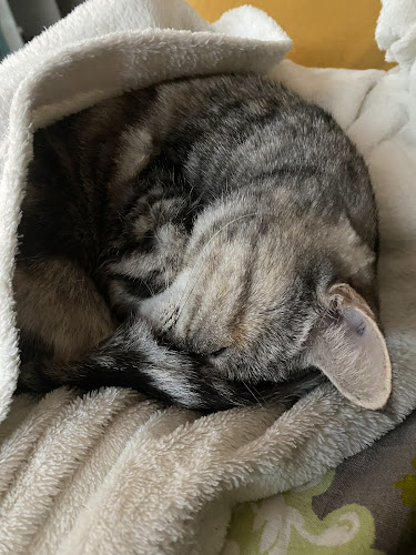 chamoureux