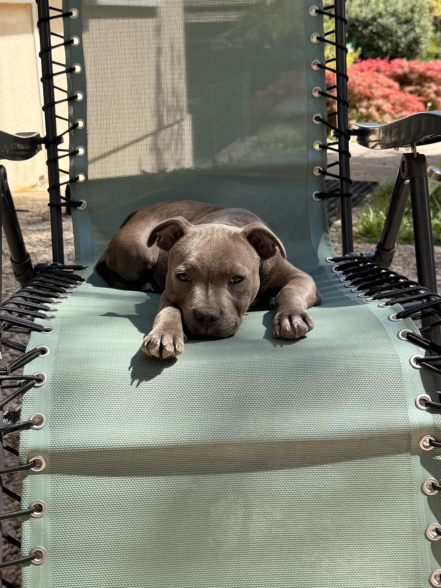 Elevage/Pension pour chiens D'Elle de la Crique — photo